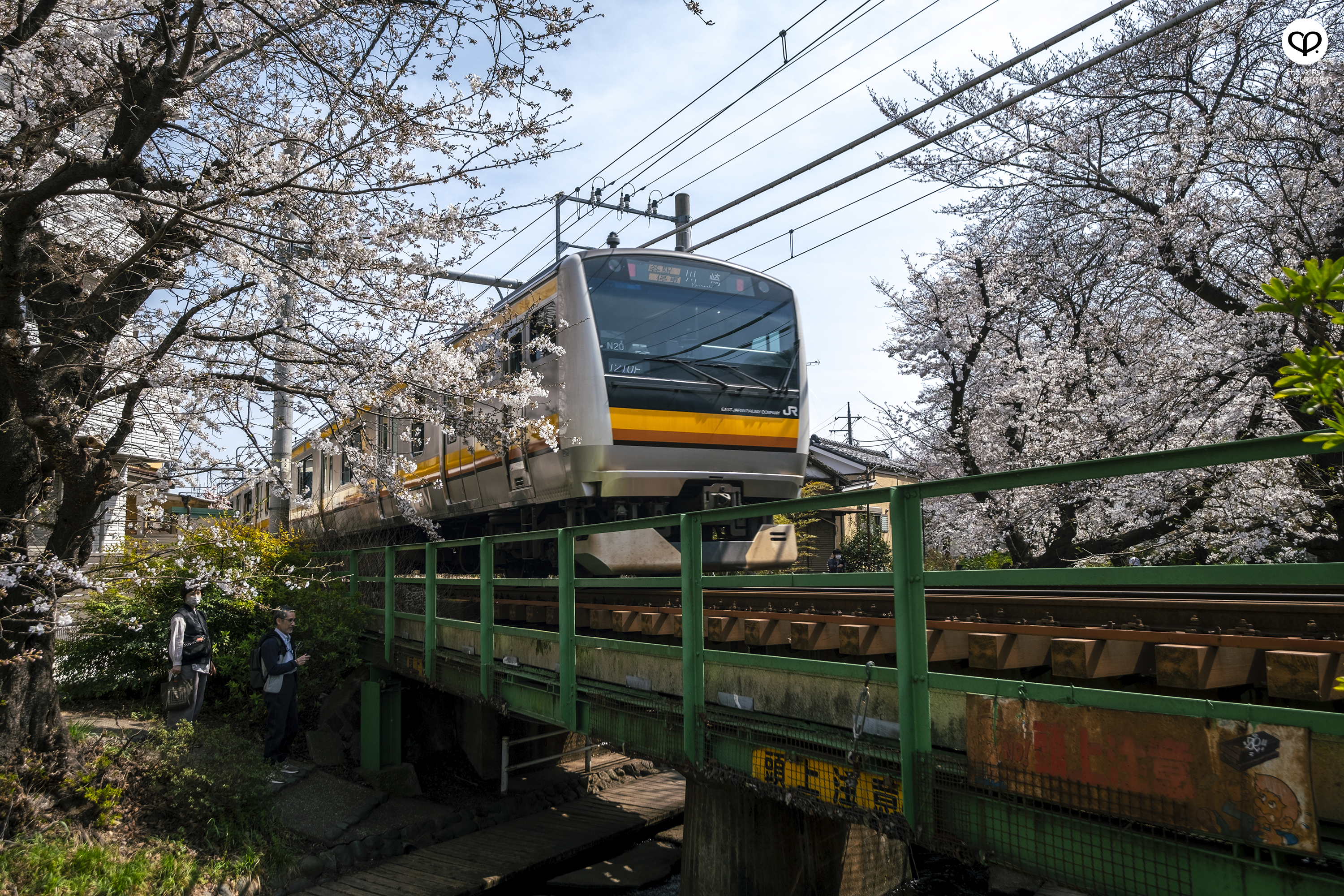 heartpatrick travel japan tokyo sakura hanami season flower spring street photography