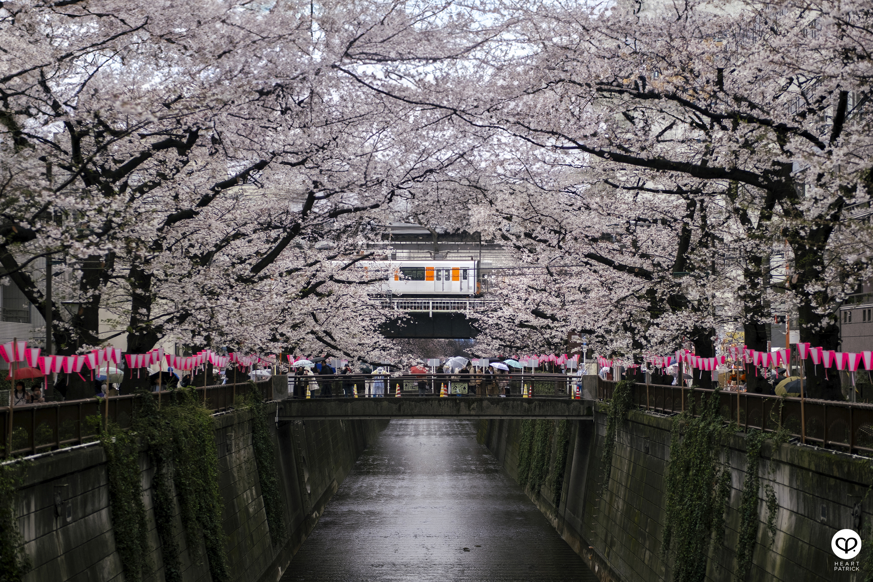 heartpatrick travel japan tokyo sakura hanami season flower spring street photography