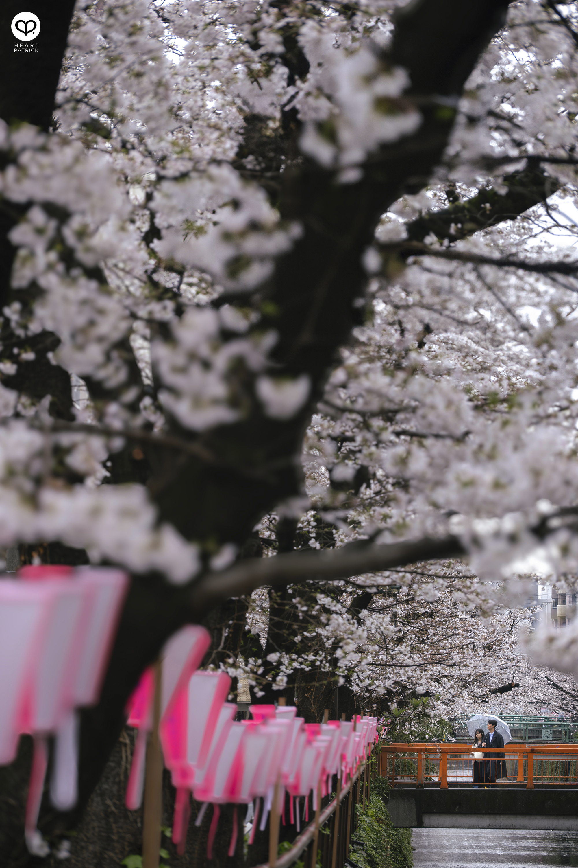 heartpatrick travel japan tokyo sakura hanami season flower spring street photography