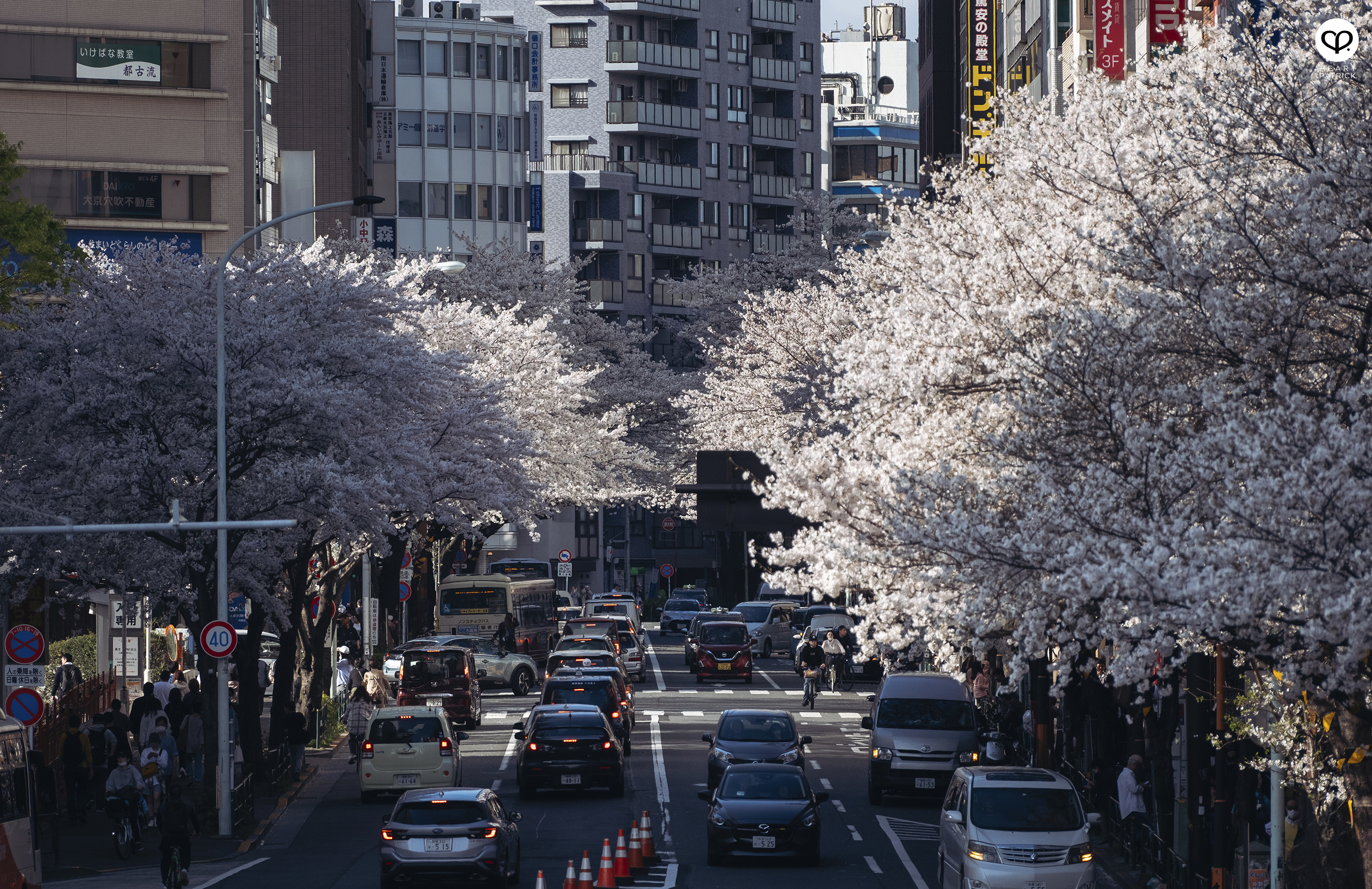 heartpatrick travel japan tokyo sakura hanami season flower spring street photography