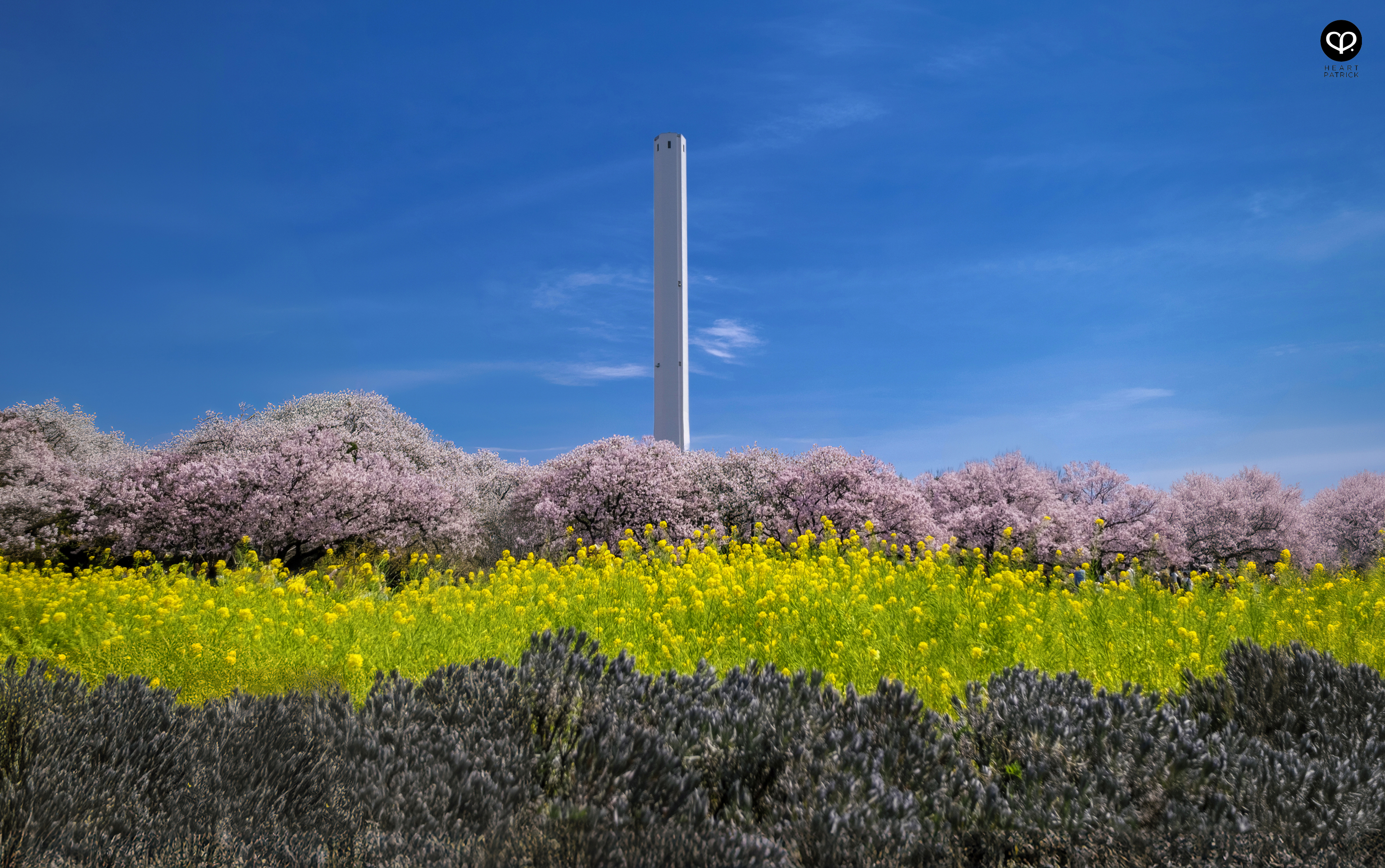heartpatrick travel japan tokyo sakura hanami season flower spring street photography