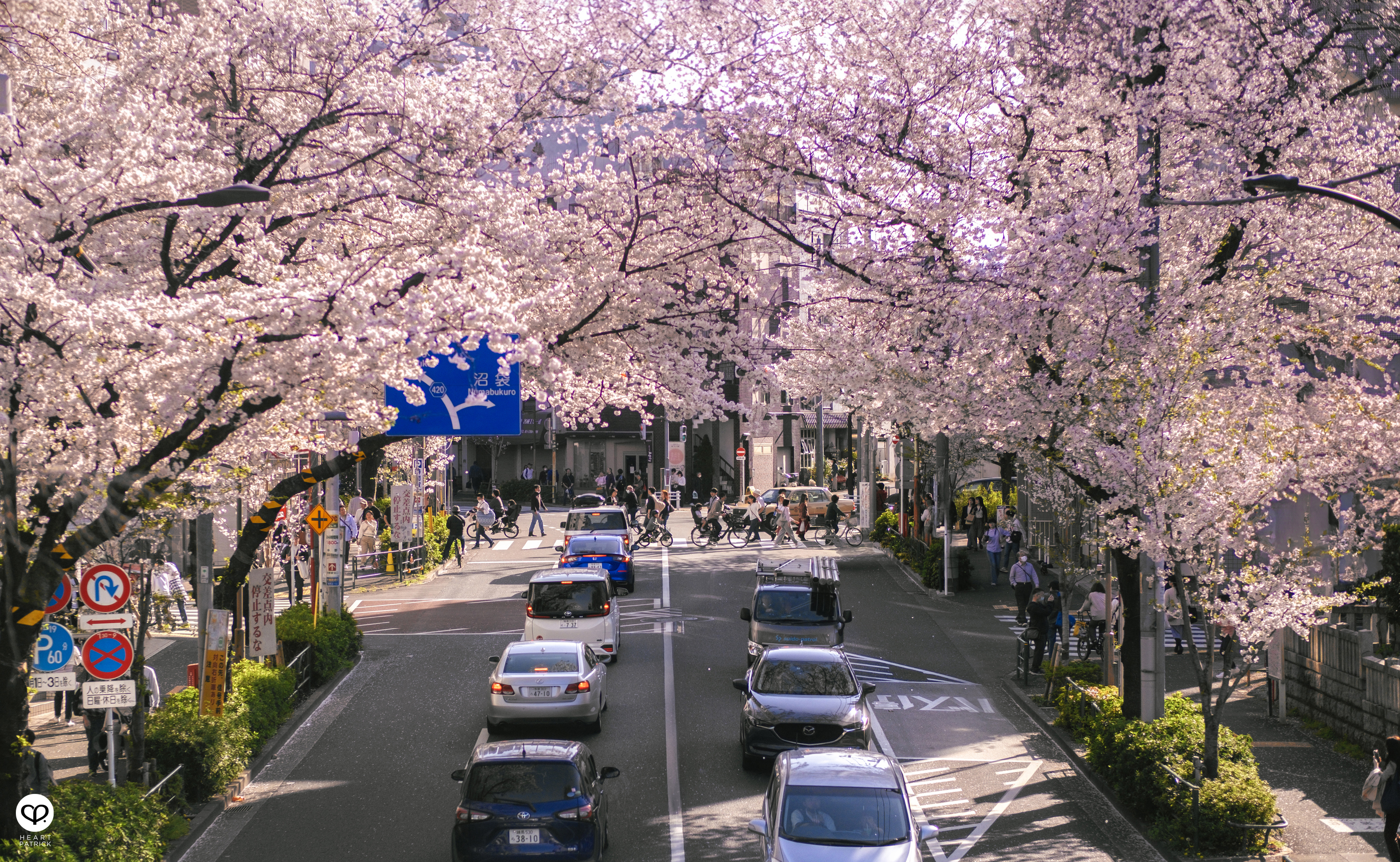 heartpatrick travel japan tokyo sakura hanami season flower spring street photography