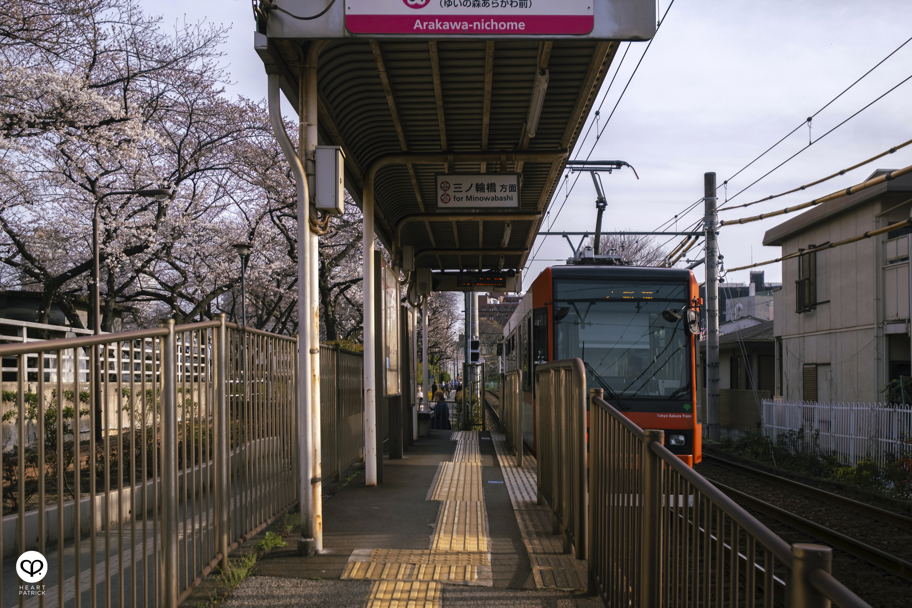 heartpatrick travel japan tokyo sakura hanami season flower spring street photography