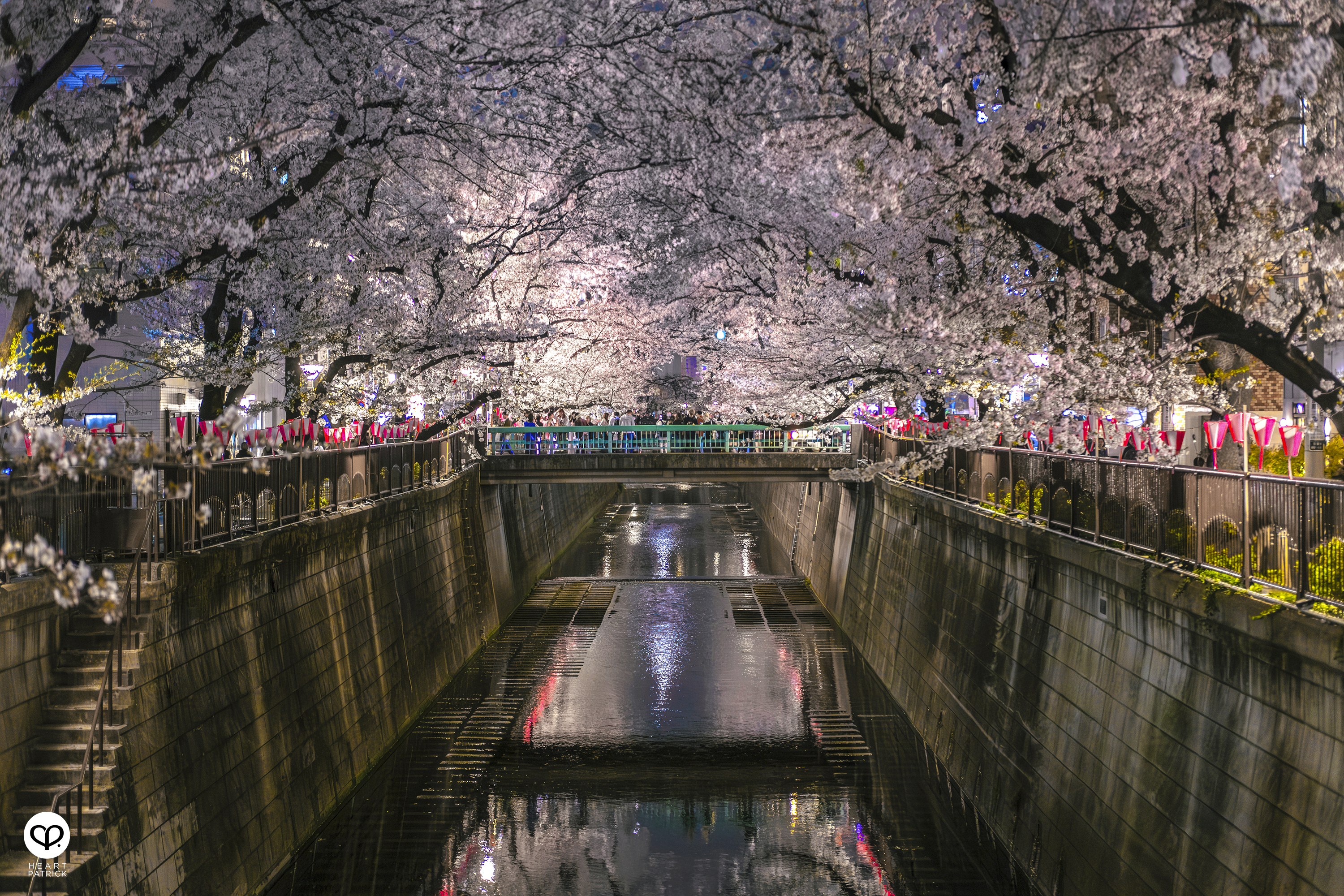 heartpatrick travel japan tokyo sakura hanami season flower spring street photography