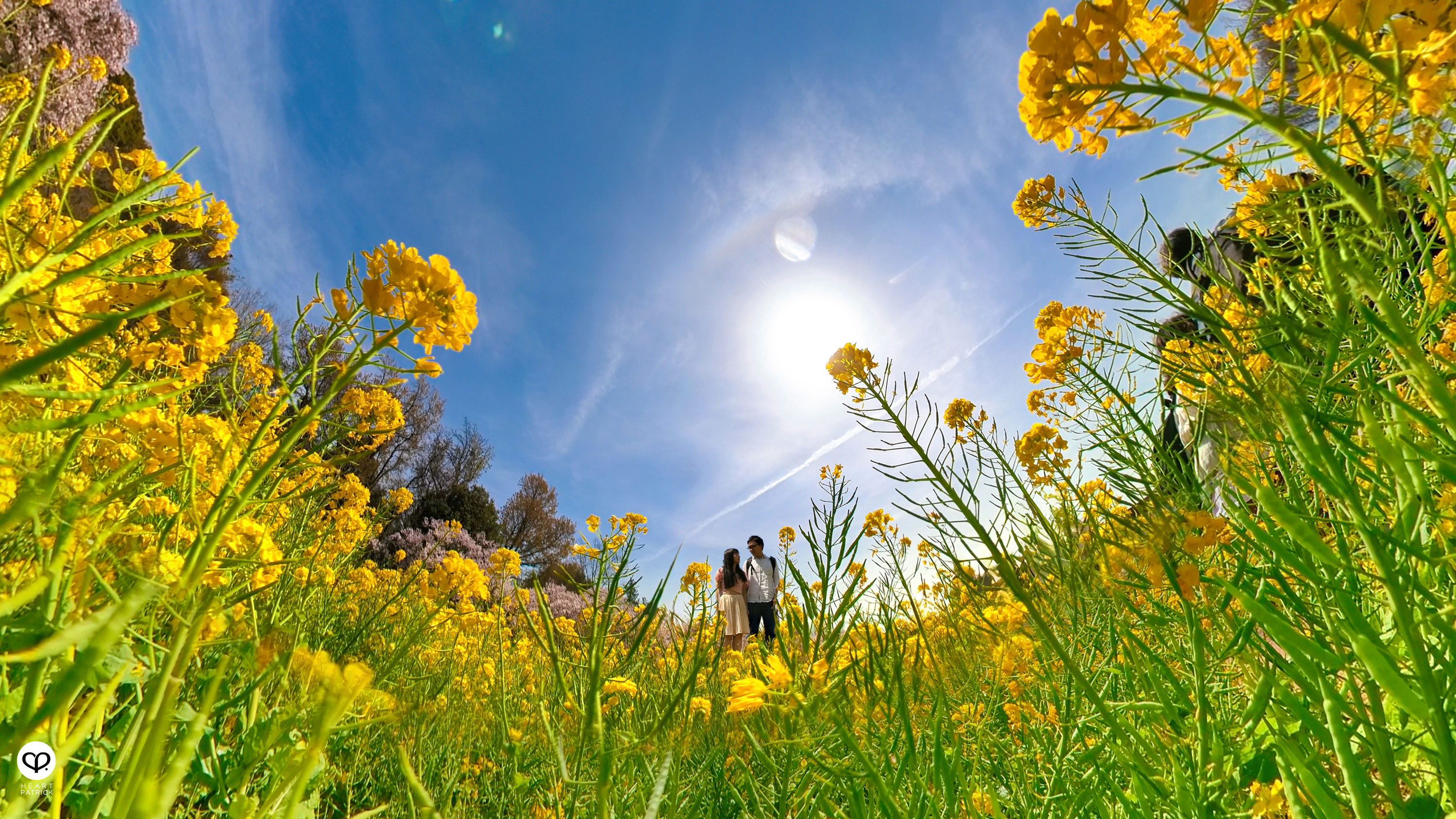 heartpatrick travel japan tokyo sakura hanami season flower spring street photography