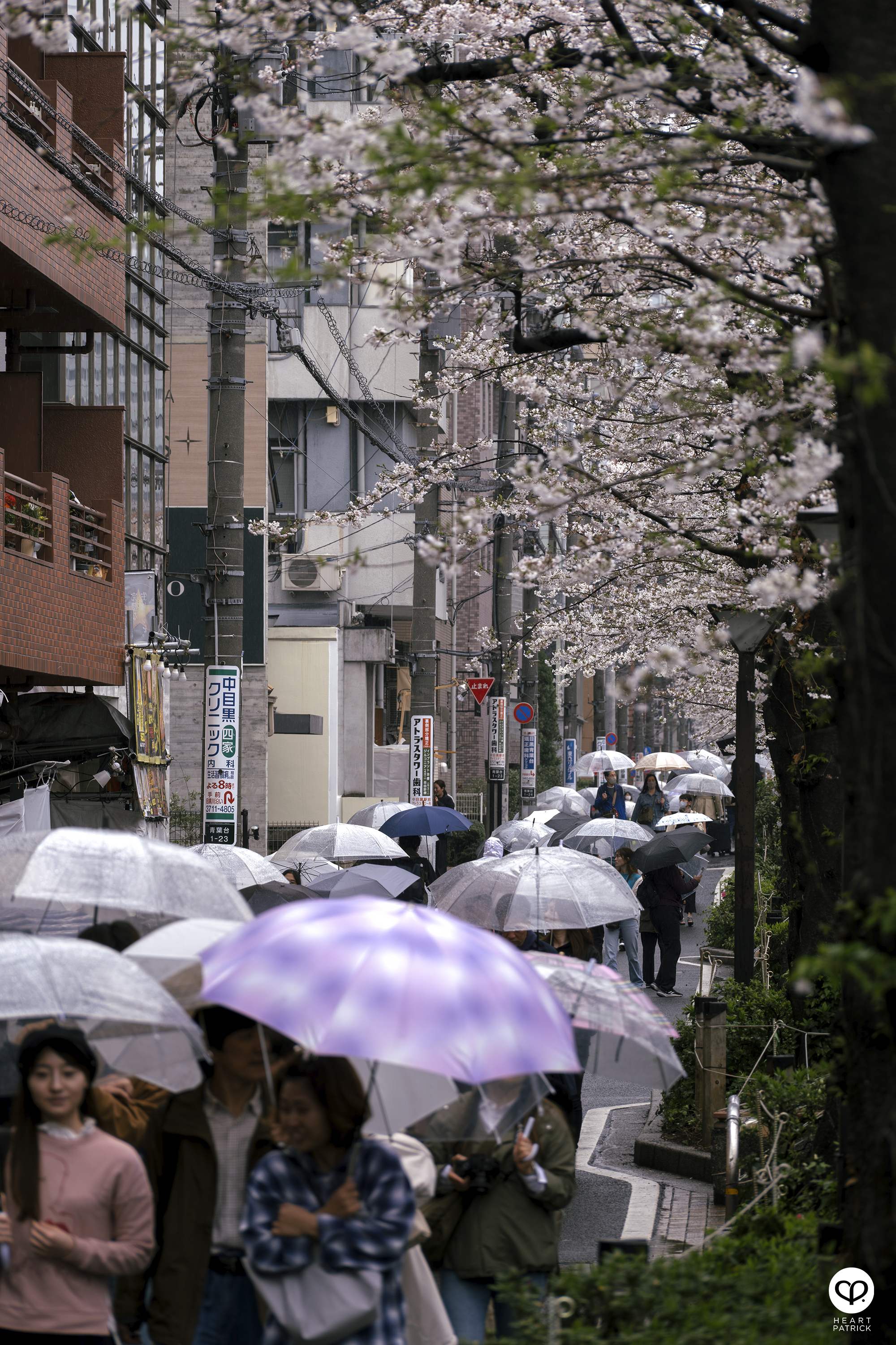 heartpatrick travel japan tokyo sakura hanami season flower spring street photography