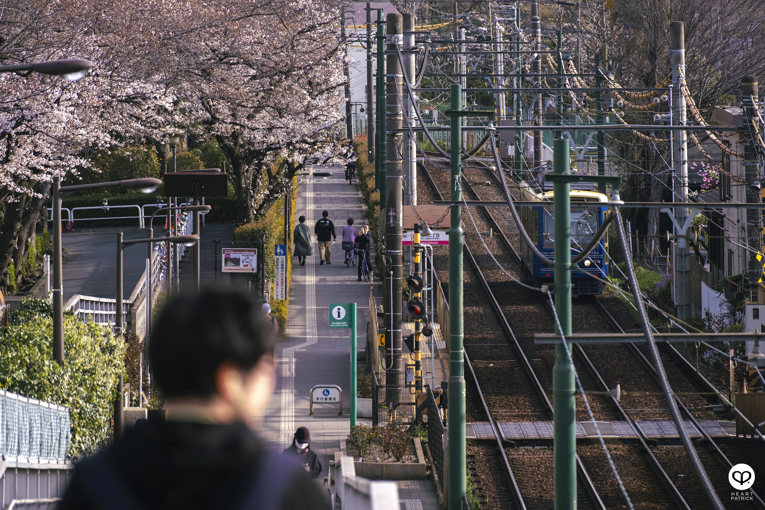 heartpatrick travel japan tokyo sakura hanami season flower spring street photography