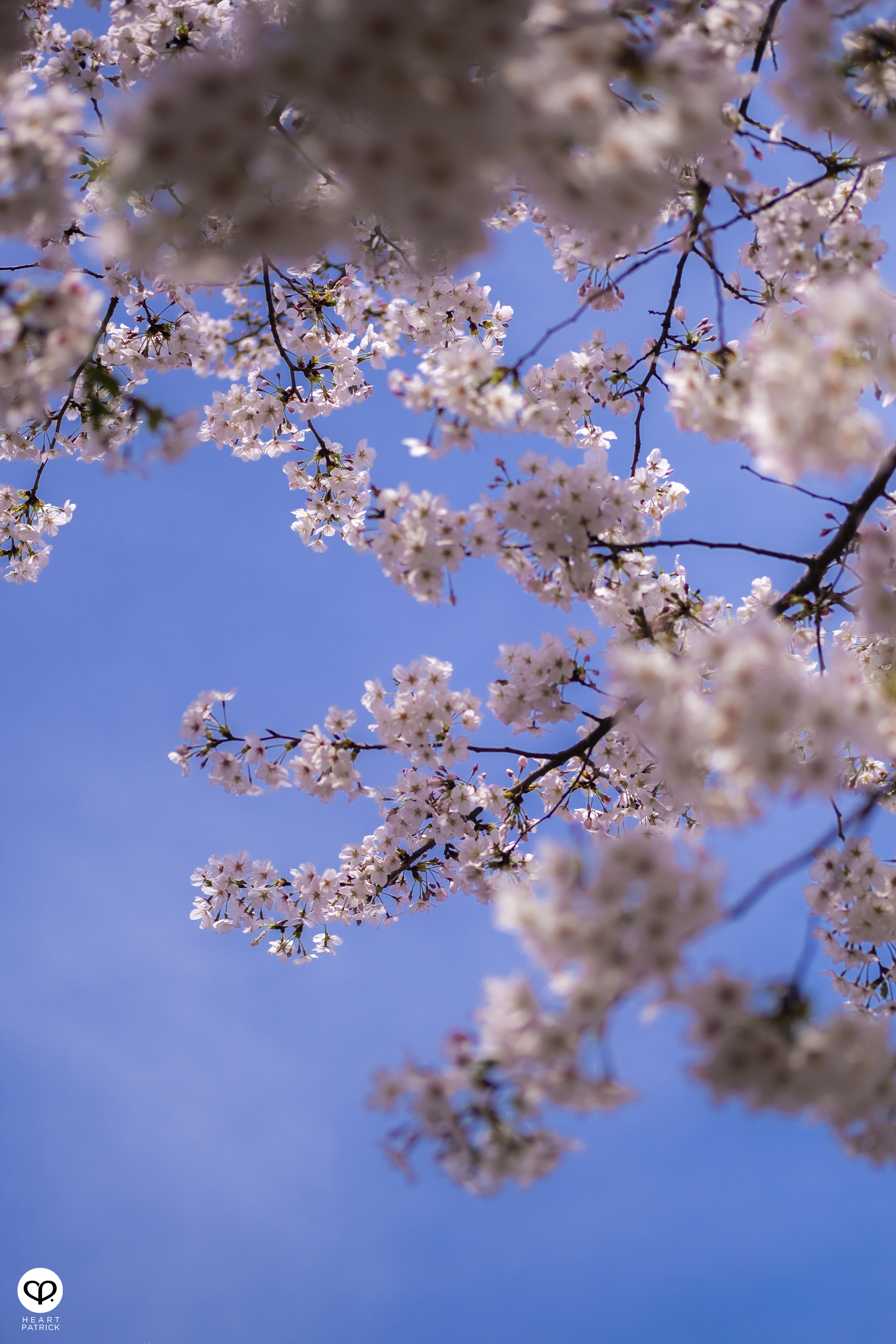 heartpatrick travel japan tokyo sakura hanami season flower spring street photography