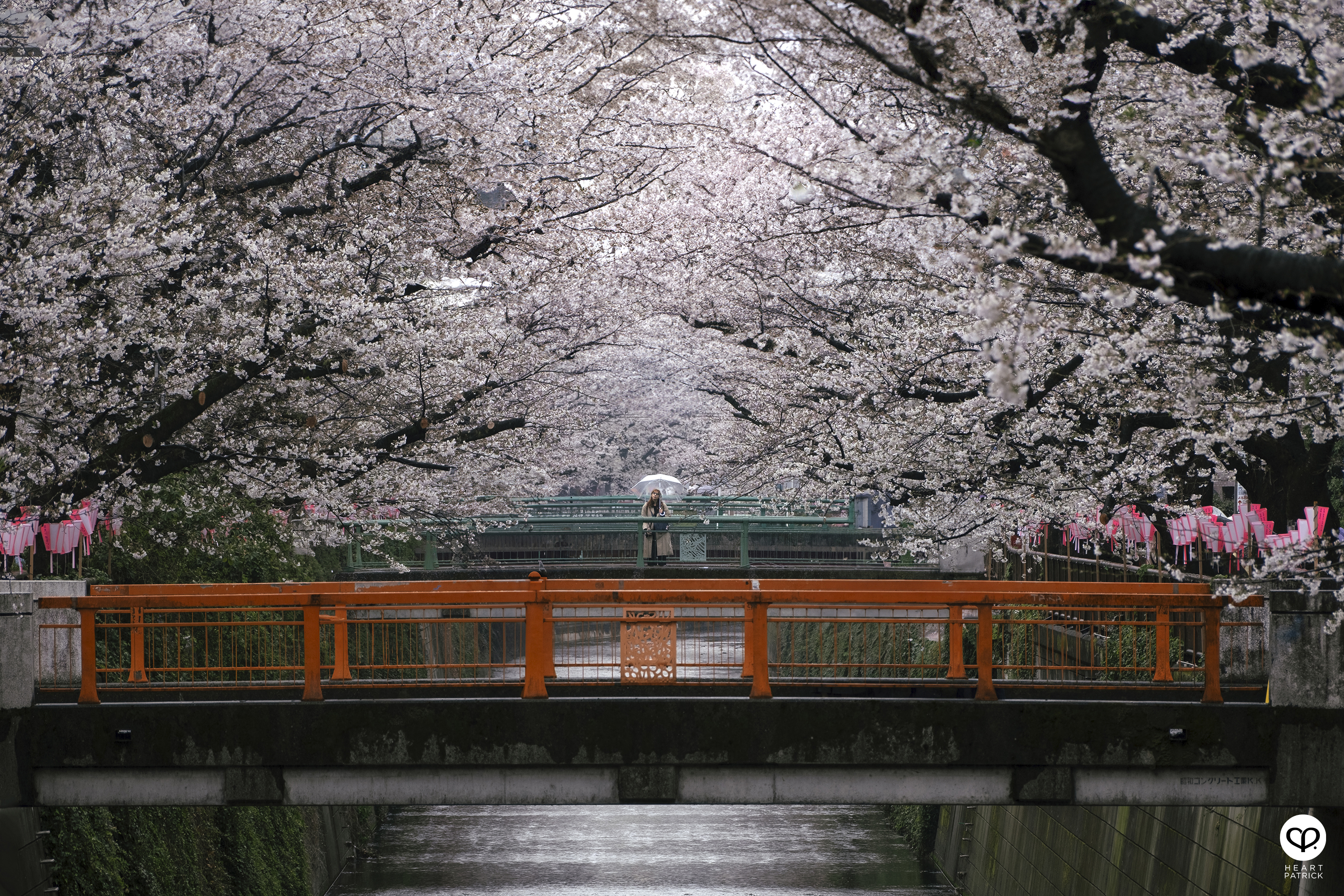 heartpatrick travel japan tokyo sakura hanami season flower spring street photography