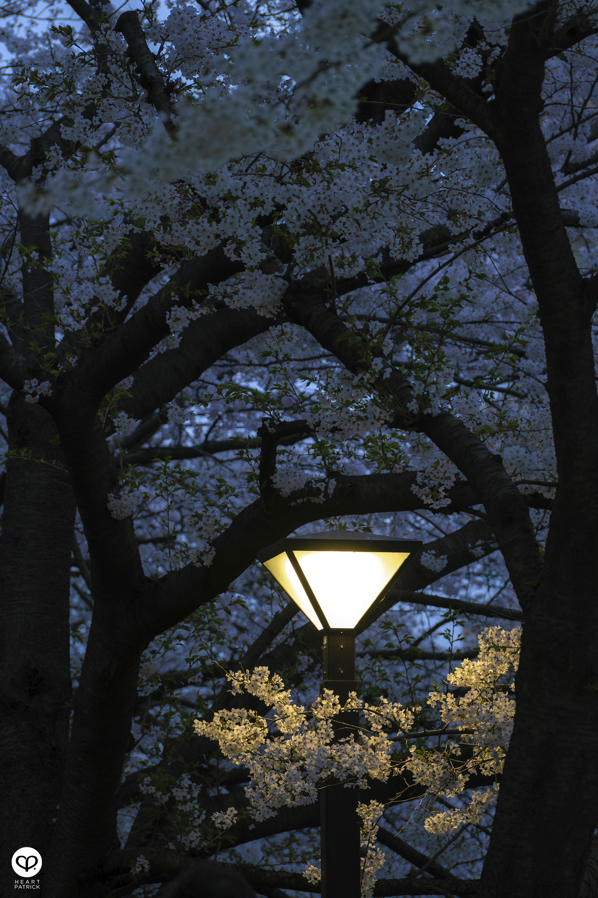 heartpatrick travel japan tokyo sakura hanami season flower spring street photography