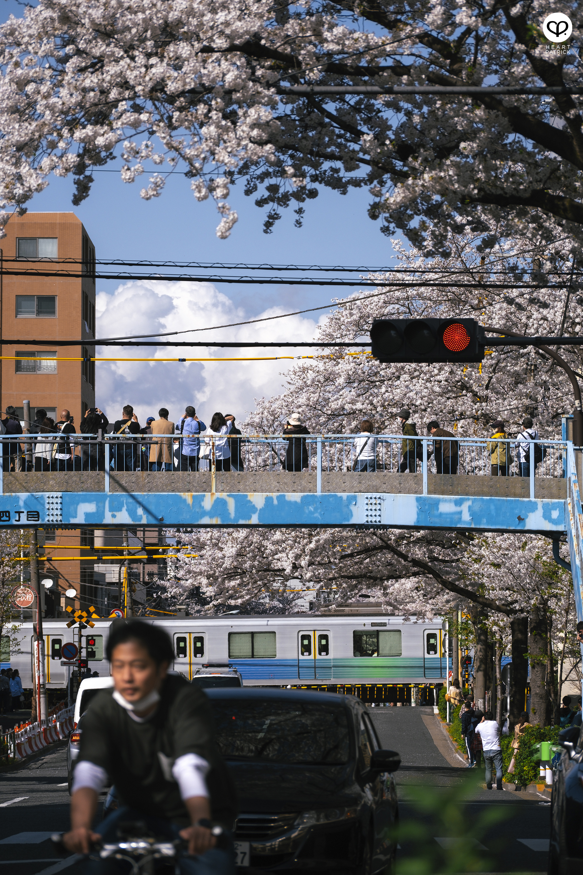 heartpatrick travel japan tokyo sakura hanami season flower spring street photography