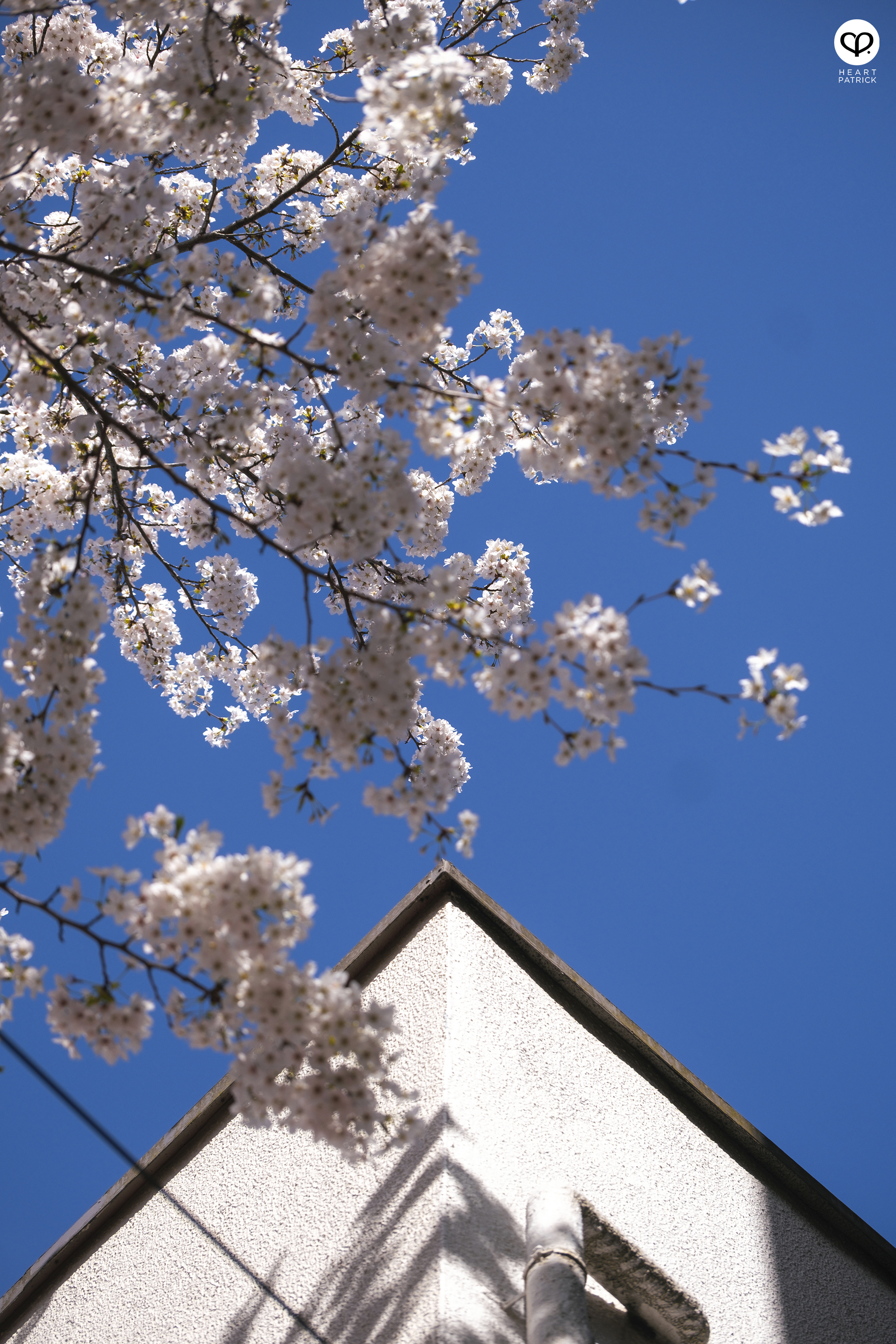 heartpatrick travel japan tokyo sakura hanami season flower spring street photography