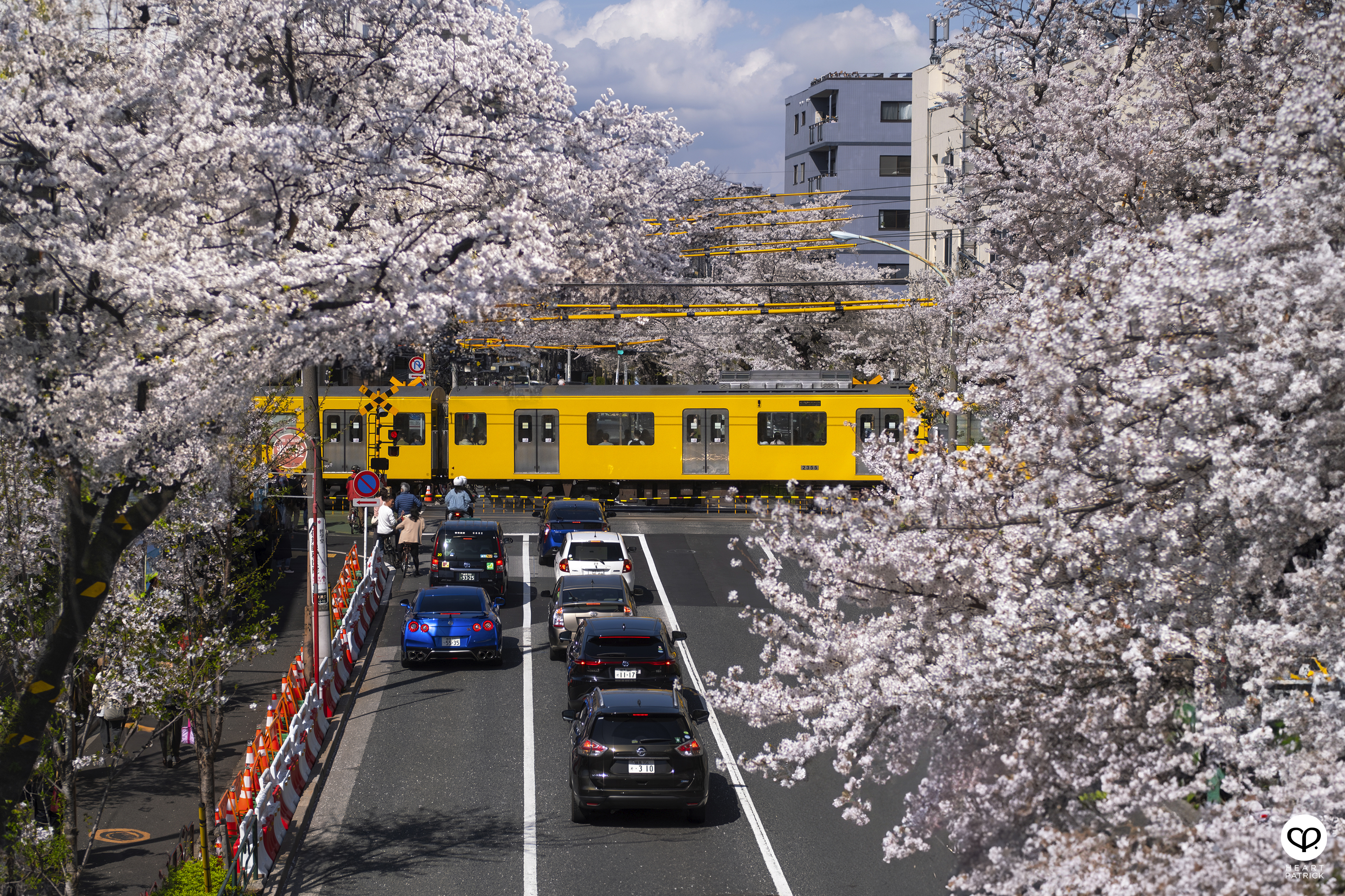 heartpatrick travel japan tokyo sakura hanami season flower spring street photography