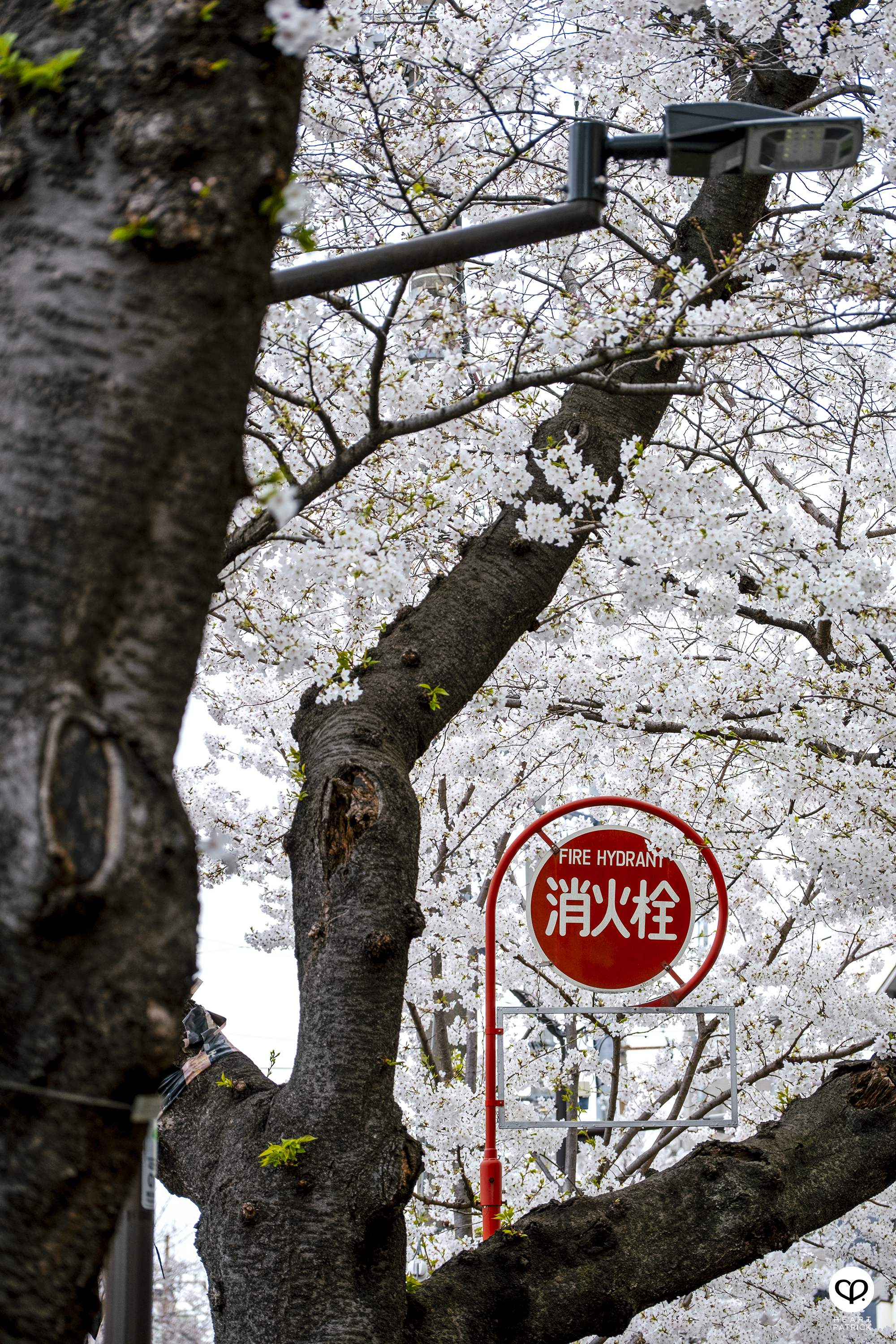 heartpatrick travel japan tokyo sakura hanami season flower spring street photography