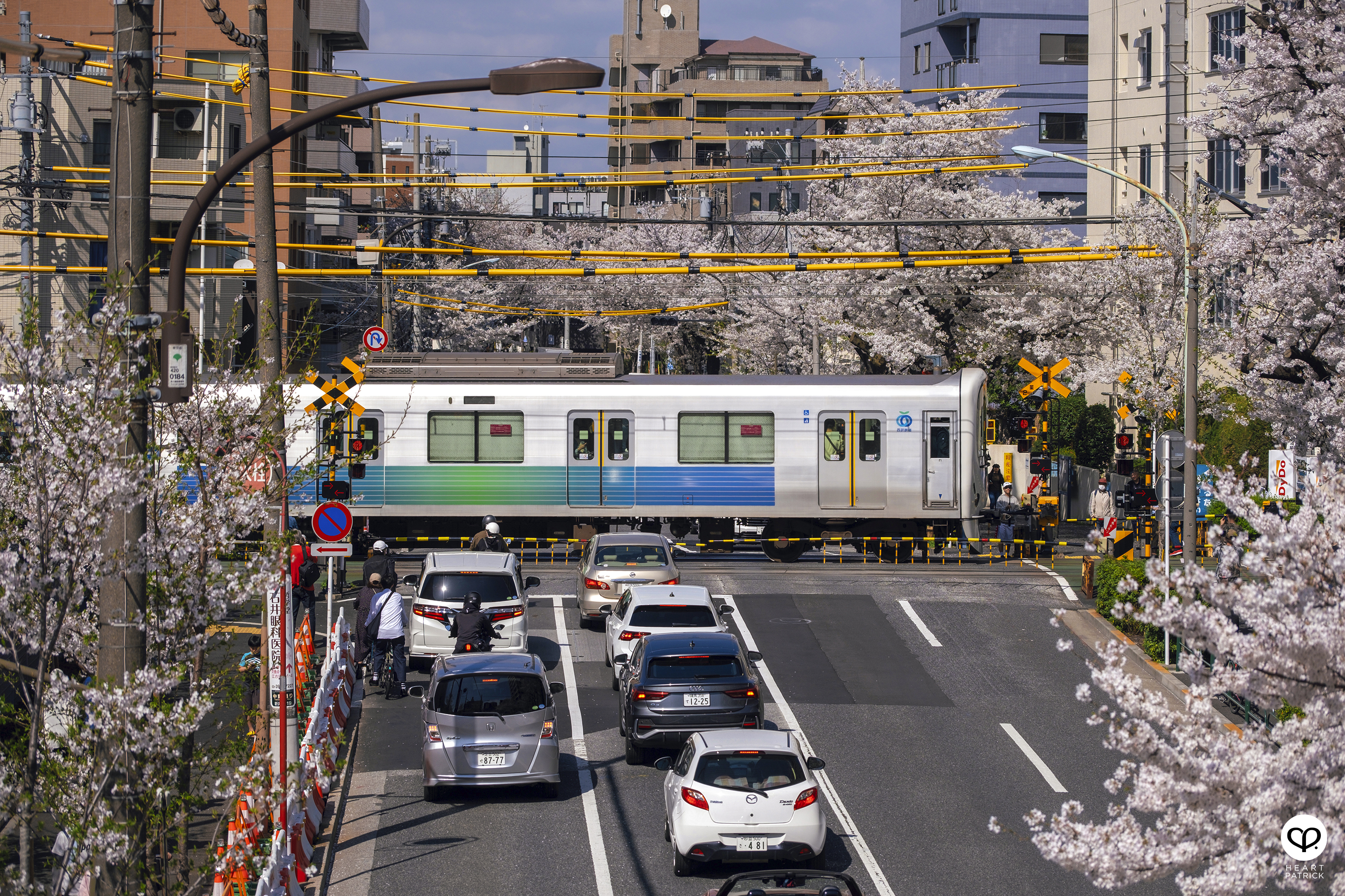 heartpatrick travel japan tokyo sakura hanami season flower spring street photography