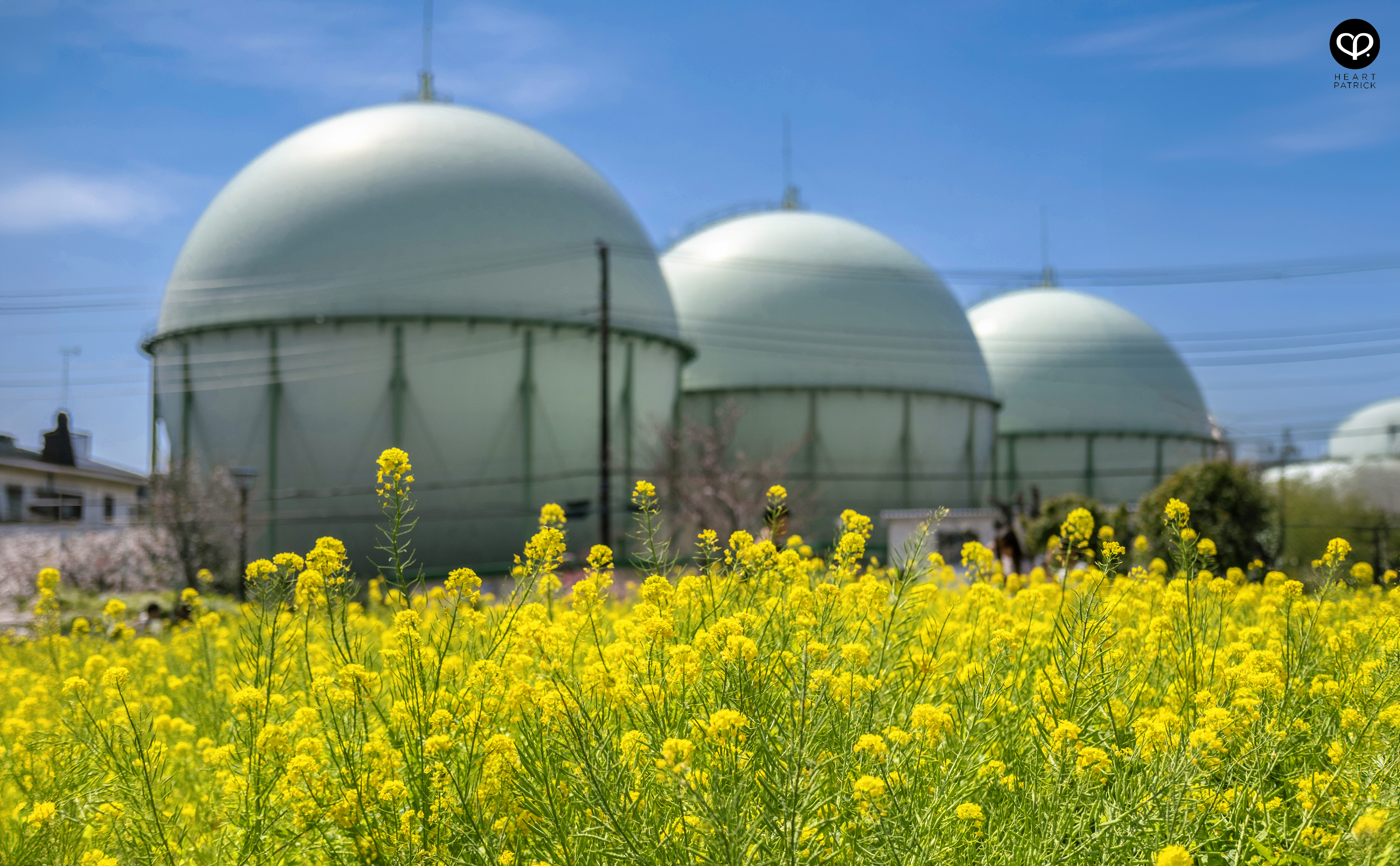 heartpatrick travel japan tokyo sakura hanami season flower spring street photography