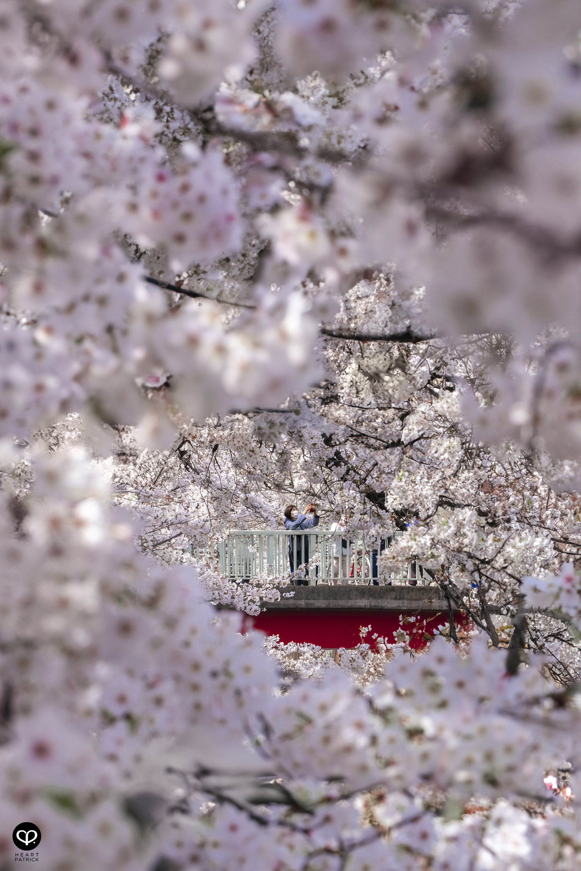 heartpatrick travel japan tokyo sakura hanami season flower spring street photography