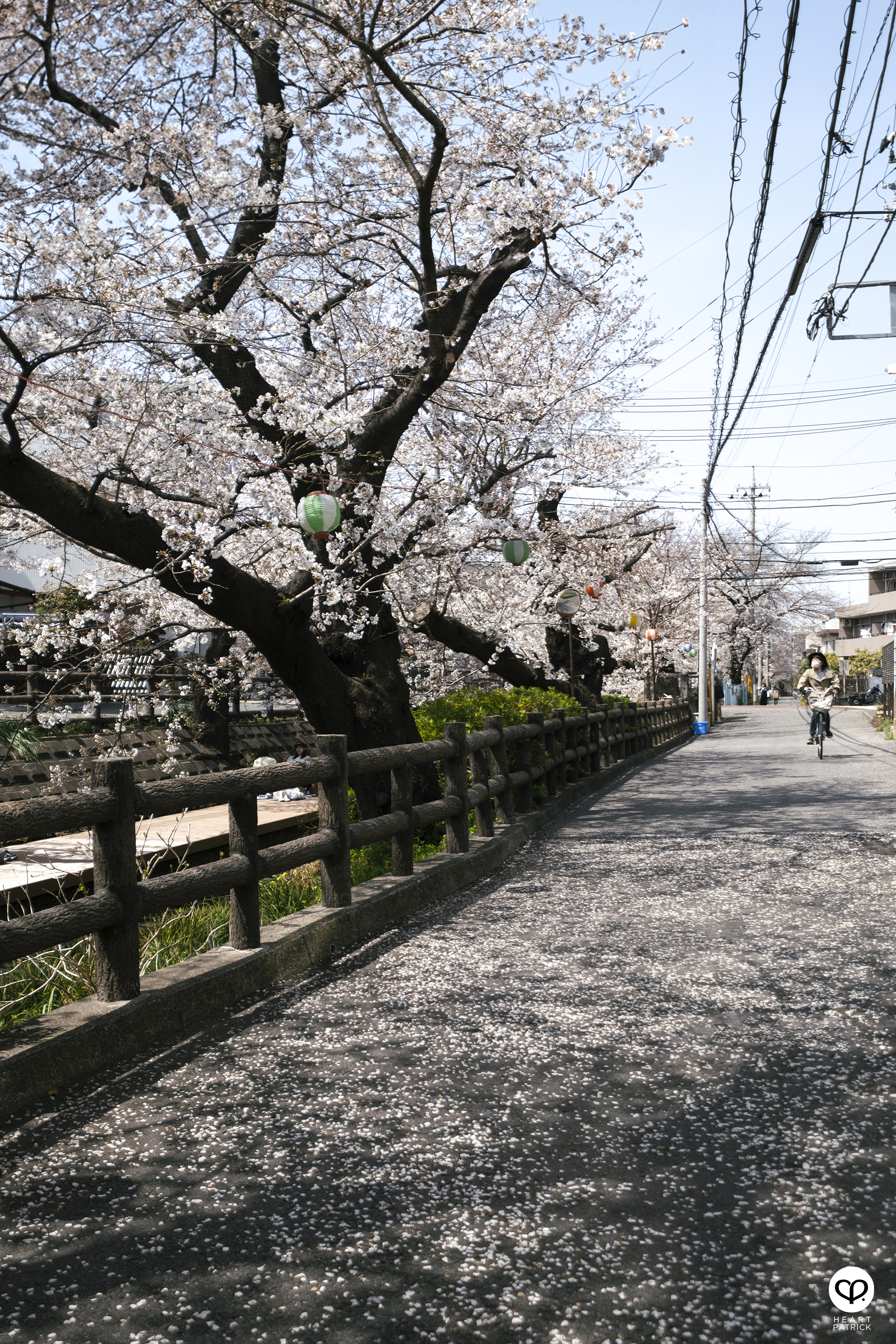 heartpatrick travel japan tokyo sakura hanami season flower spring street photography