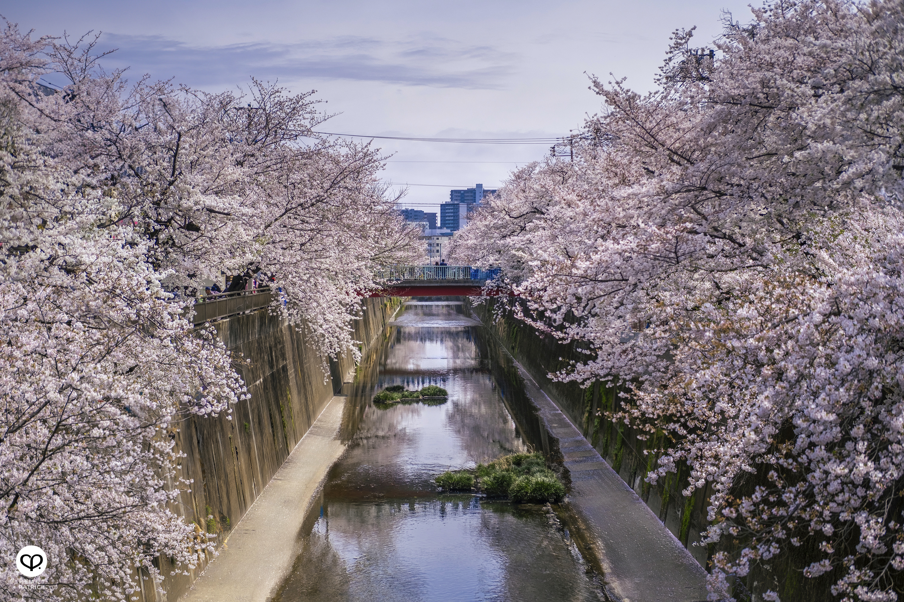 heartpatrick travel japan tokyo sakura hanami season flower spring street photography