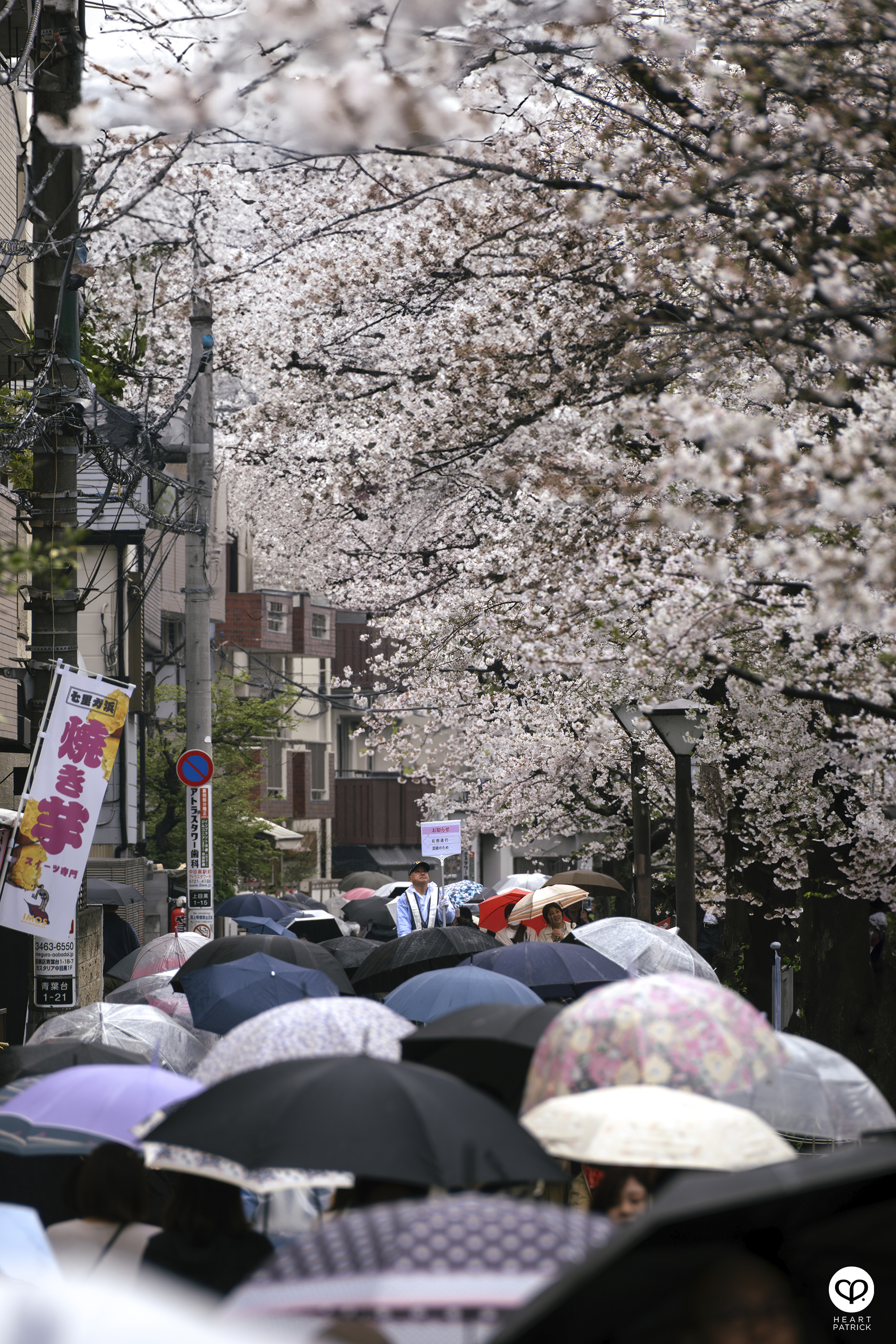 heartpatrick travel japan tokyo sakura hanami season flower spring street photography