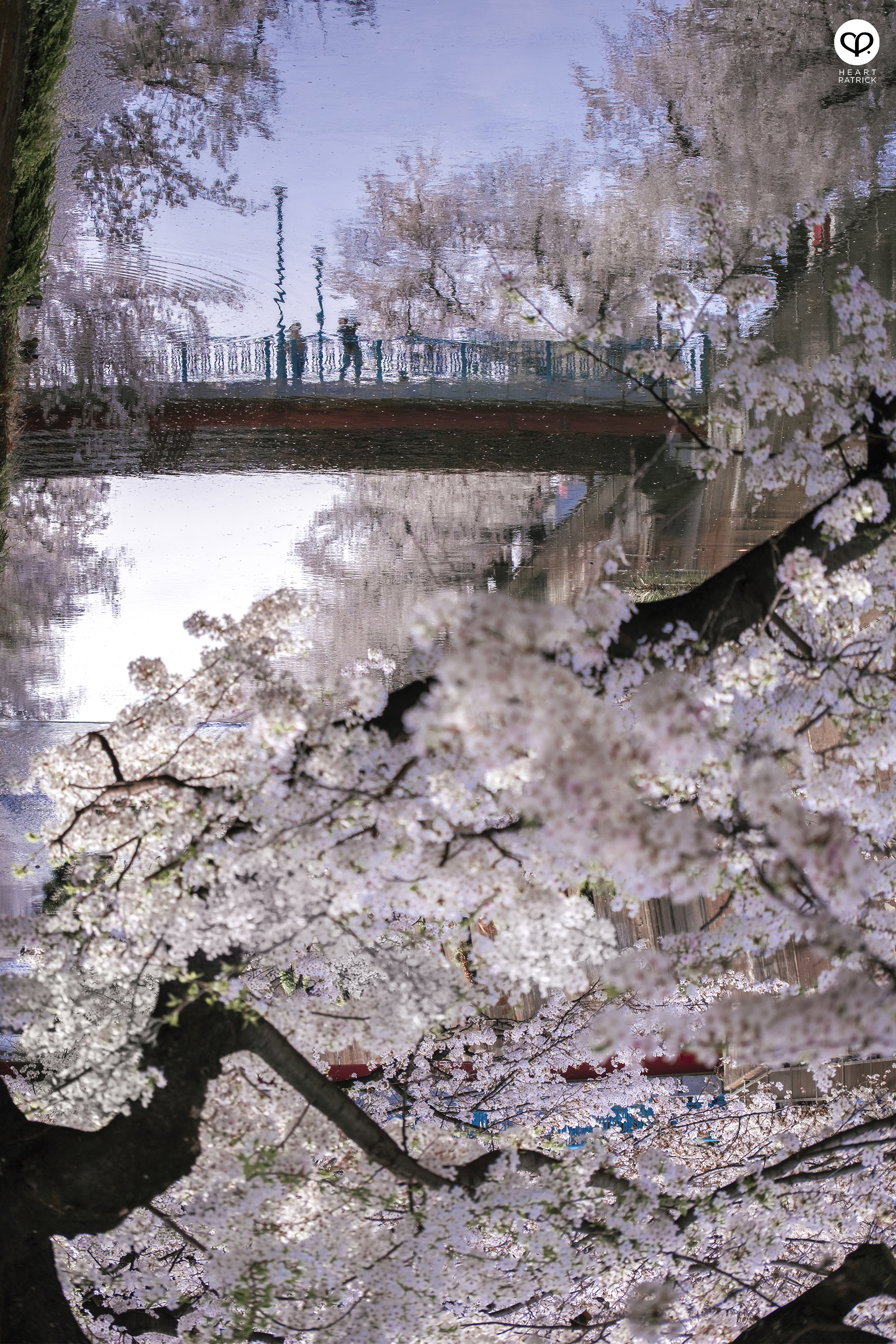 heartpatrick travel japan tokyo sakura hanami season flower spring street photography