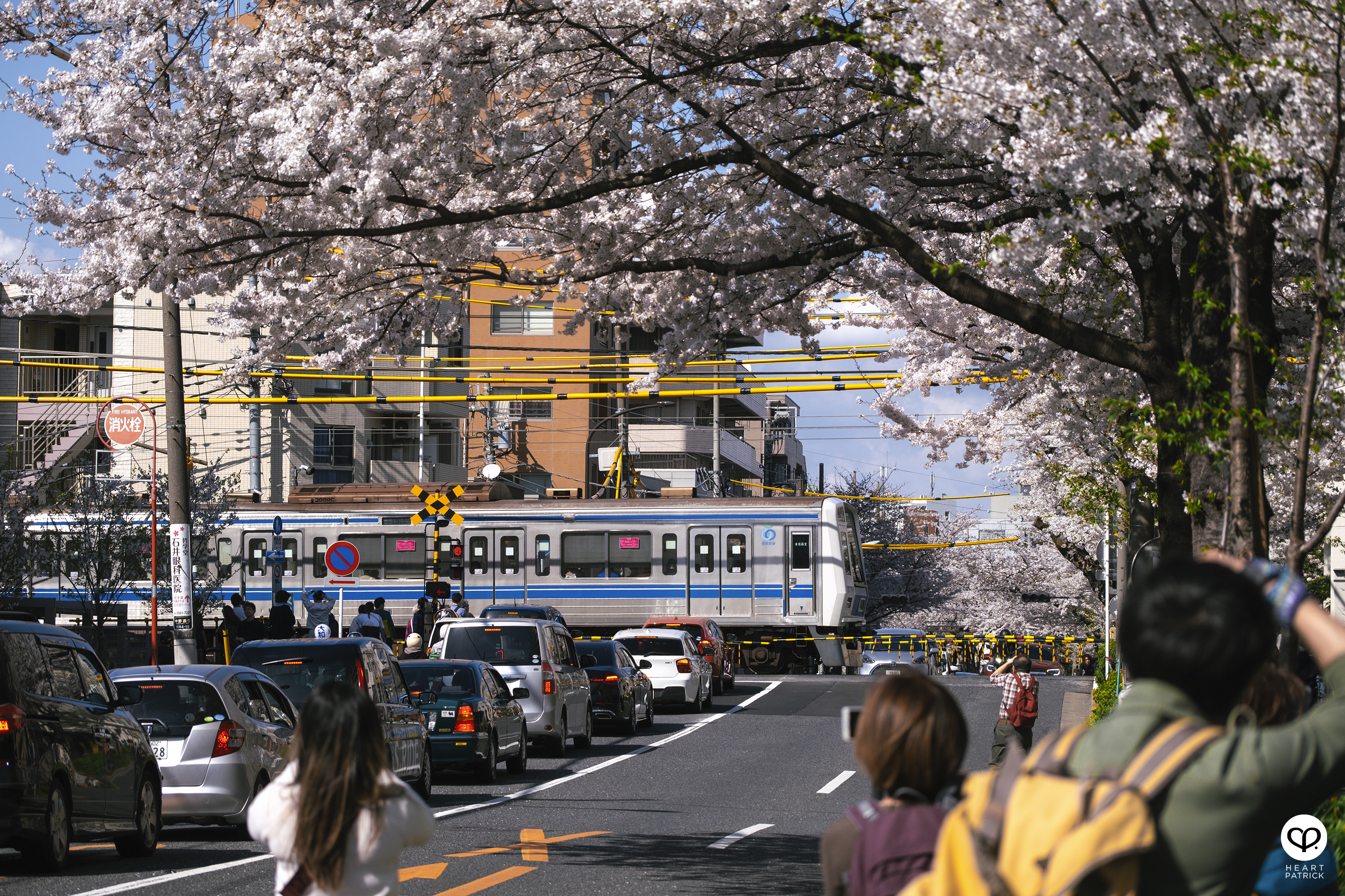 heartpatrick travel japan tokyo sakura hanami season flower spring street photography