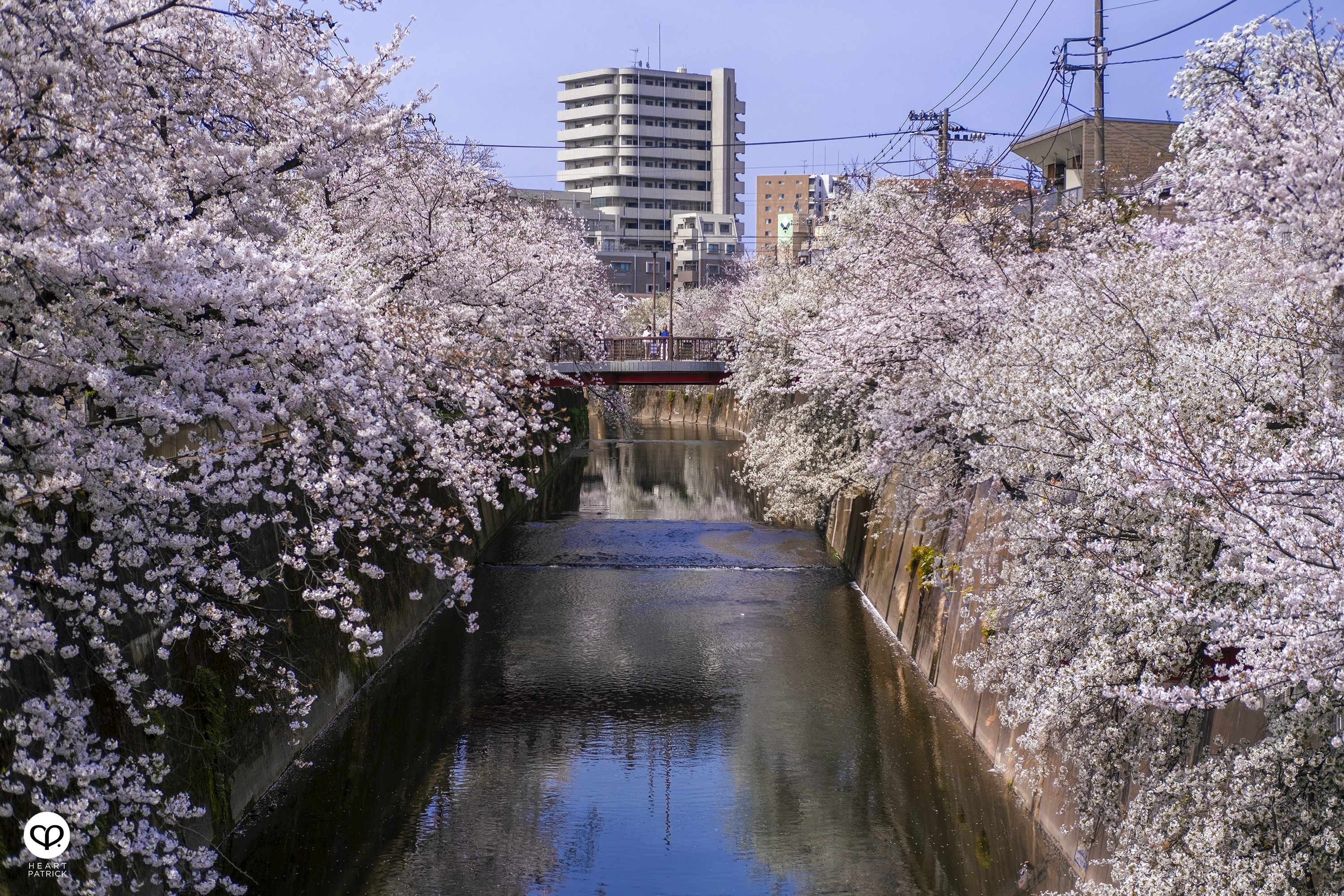 heartpatrick travel japan tokyo sakura hanami season flower spring street photography