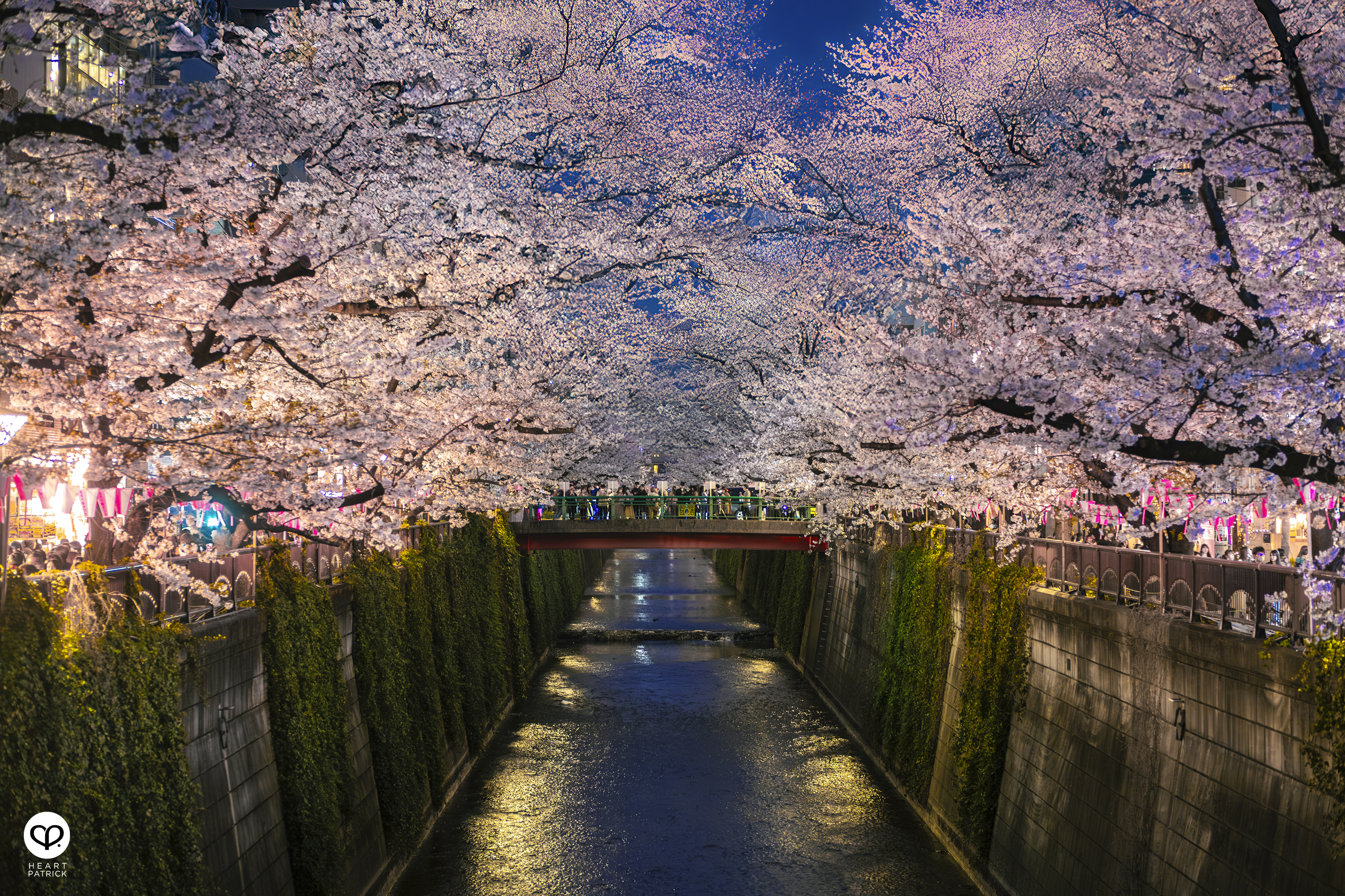 heartpatrick travel japan tokyo sakura hanami season flower spring street photography