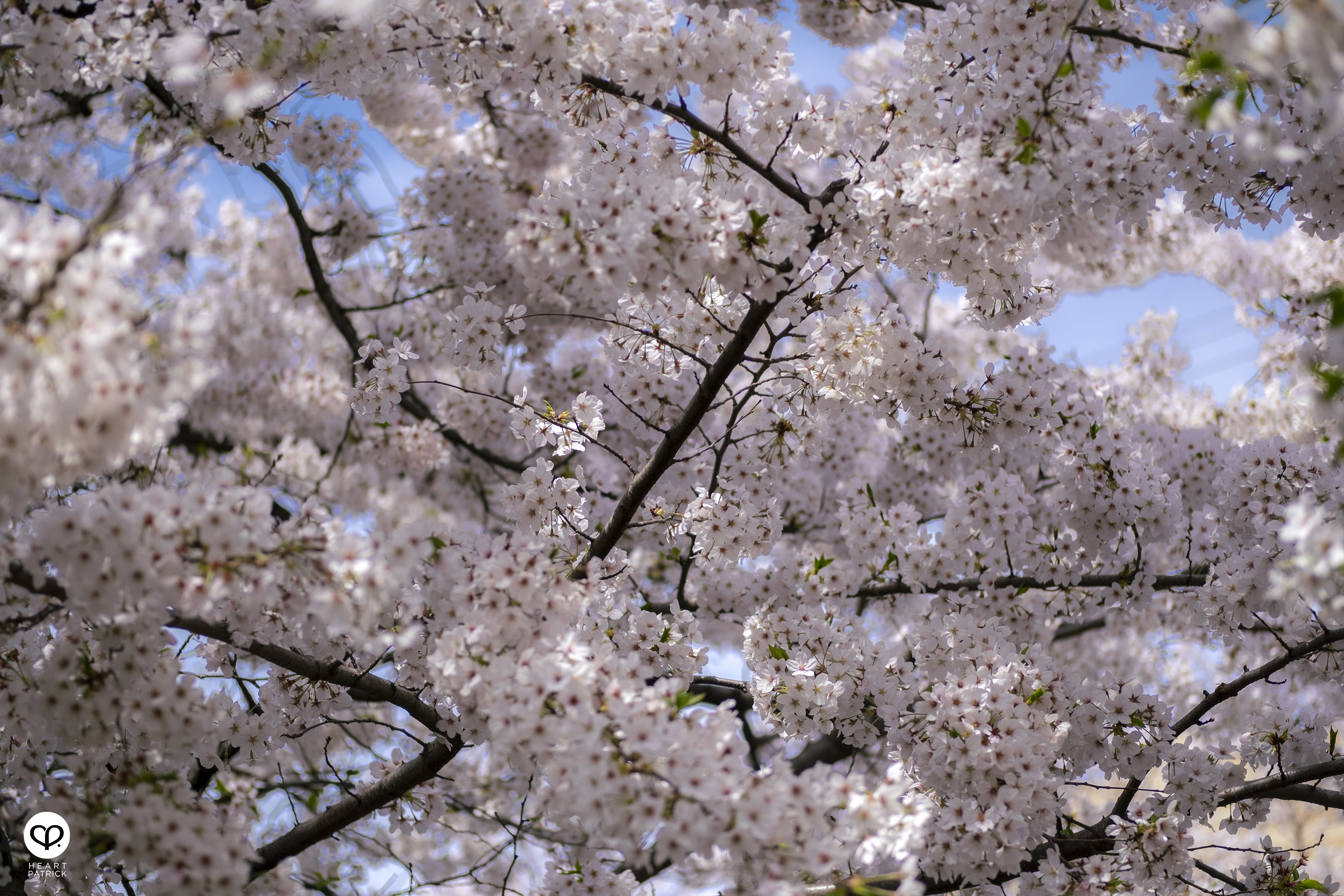 heartpatrick travel japan tokyo sakura hanami season flower spring street photography