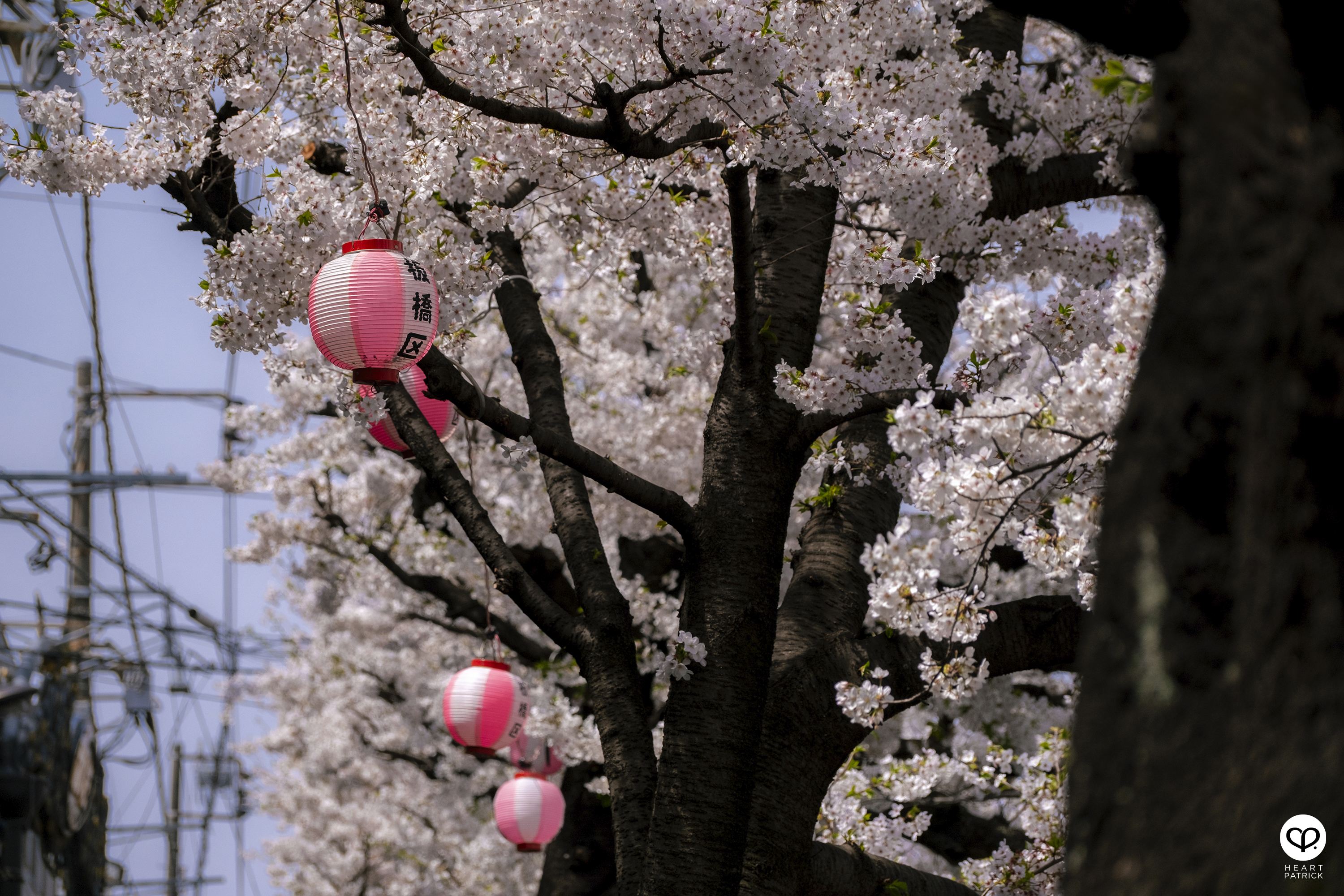 heartpatrick travel japan tokyo sakura hanami season flower spring street photography
