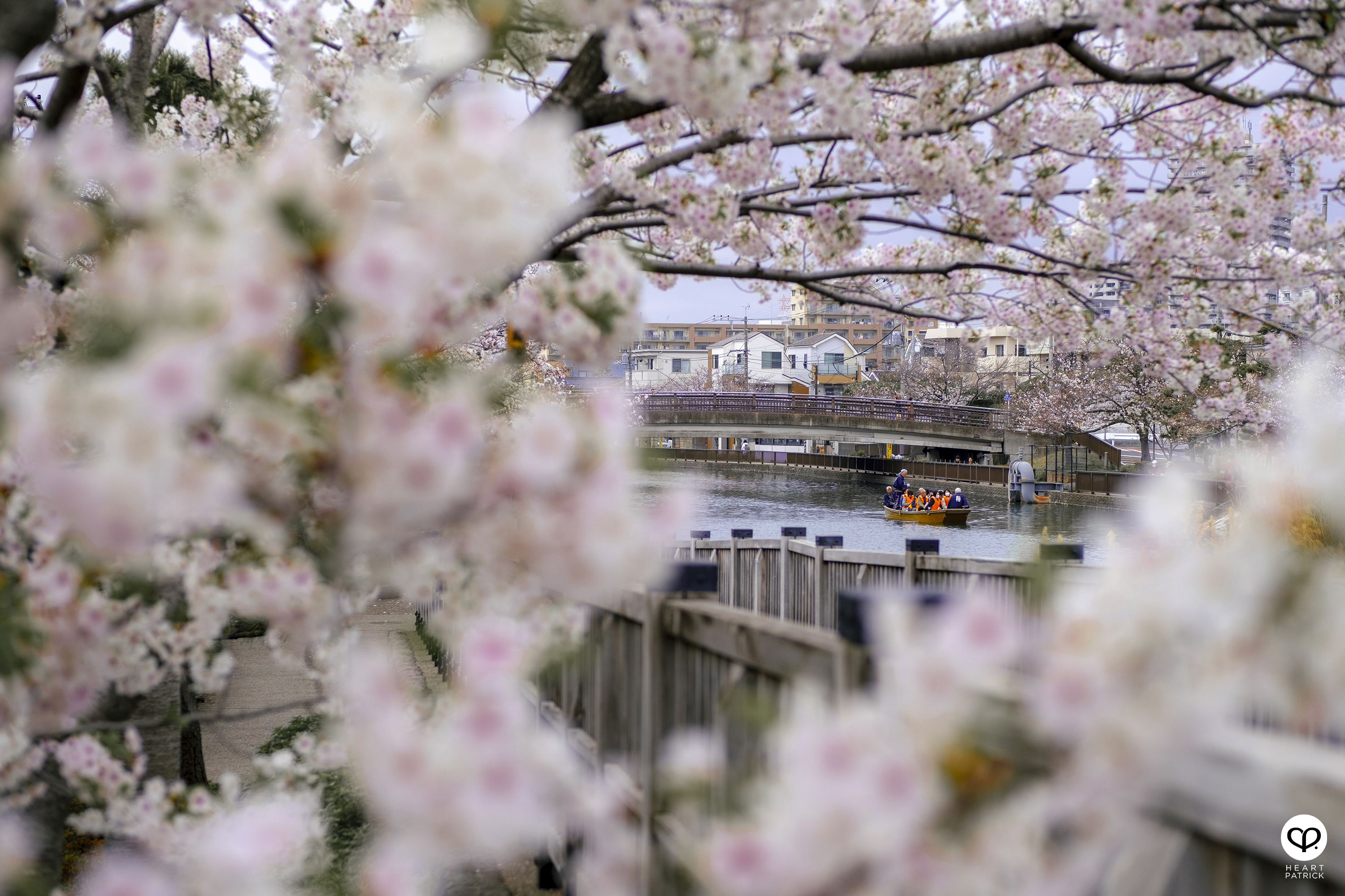 heartpatrick travel japan tokyo sakura hanami season flower spring street photography