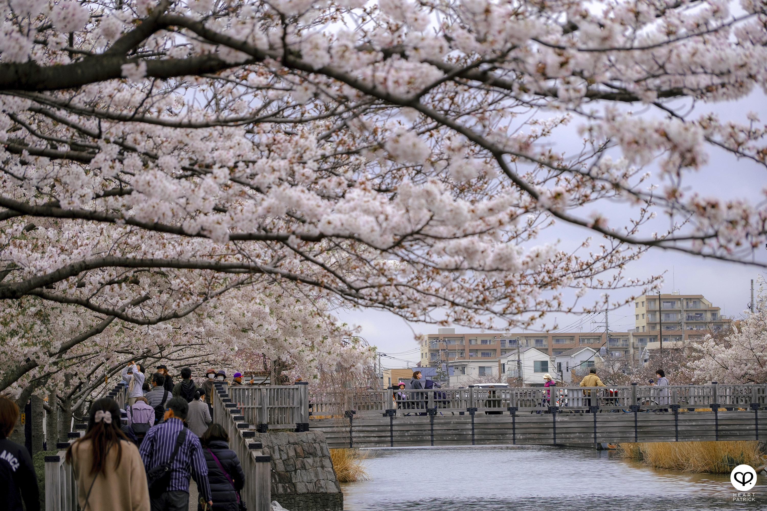 heartpatrick travel japan tokyo sakura hanami season flower spring street photography