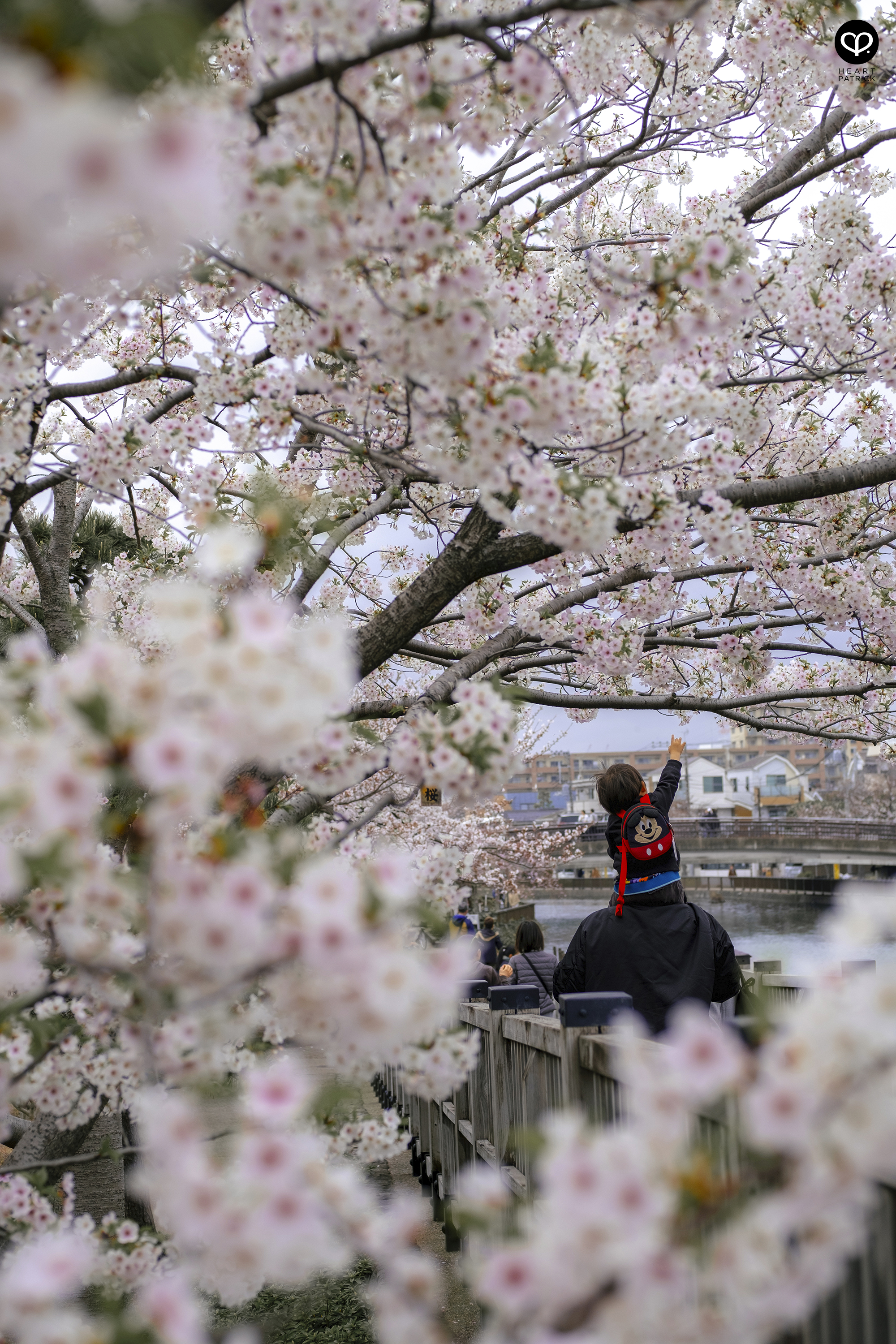 heartpatrick travel japan tokyo sakura hanami season flower spring street photography