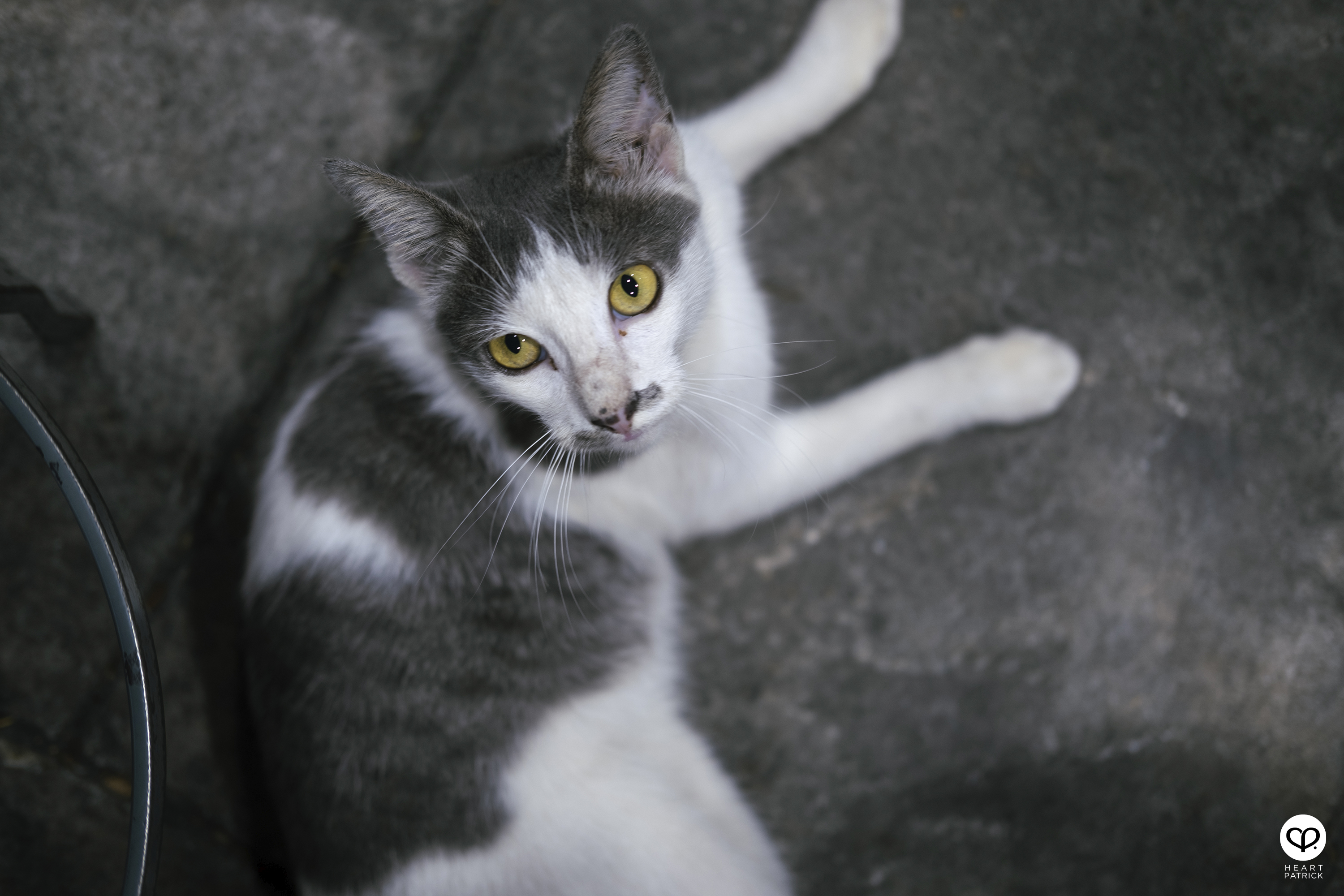 heartpatrick street heritage photography chinese new year 2025 bukit mertajam