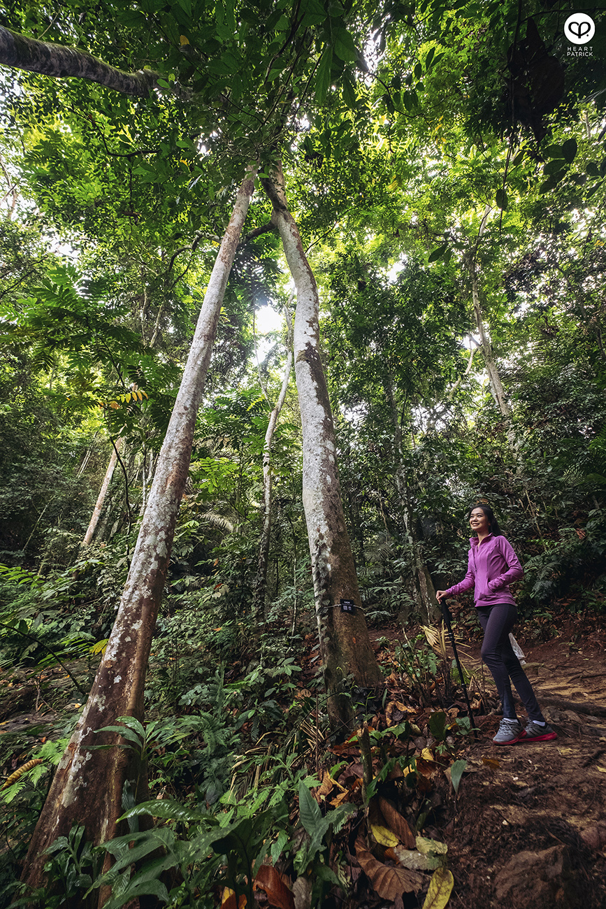 heartpatrick urban exploring jungle hiking forest reserve kl east park sime darby