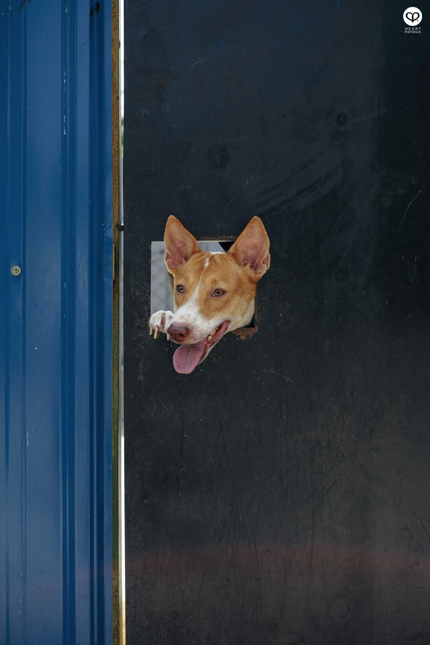 heartpatrick olympus OMD EM10  Mark II 