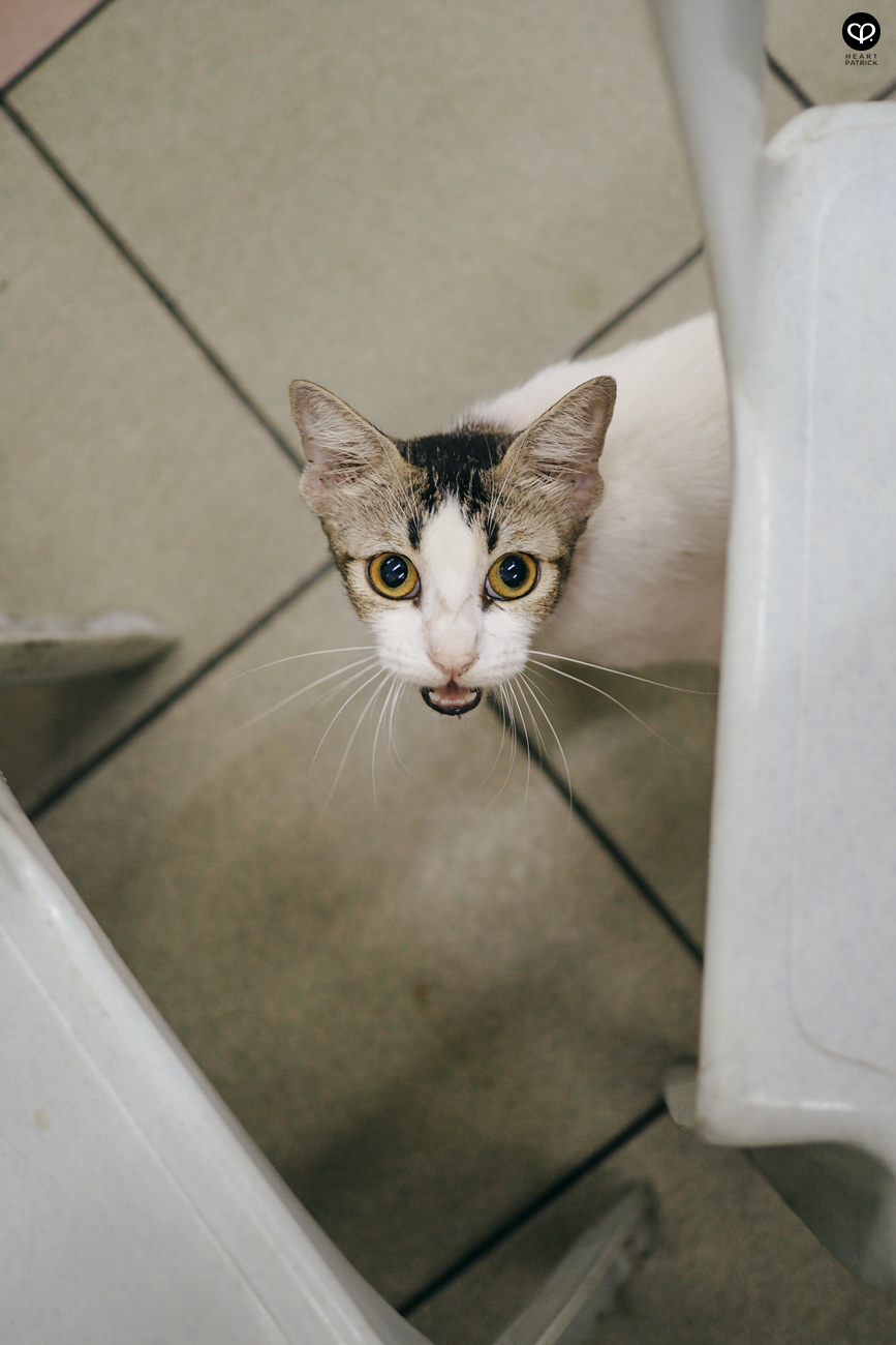 heartpatrick olympus OMD EM10  Mark II 