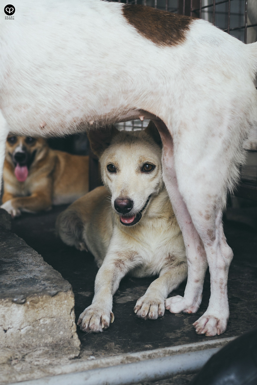 heartpatrick olympus OMD EM10  Mark II 