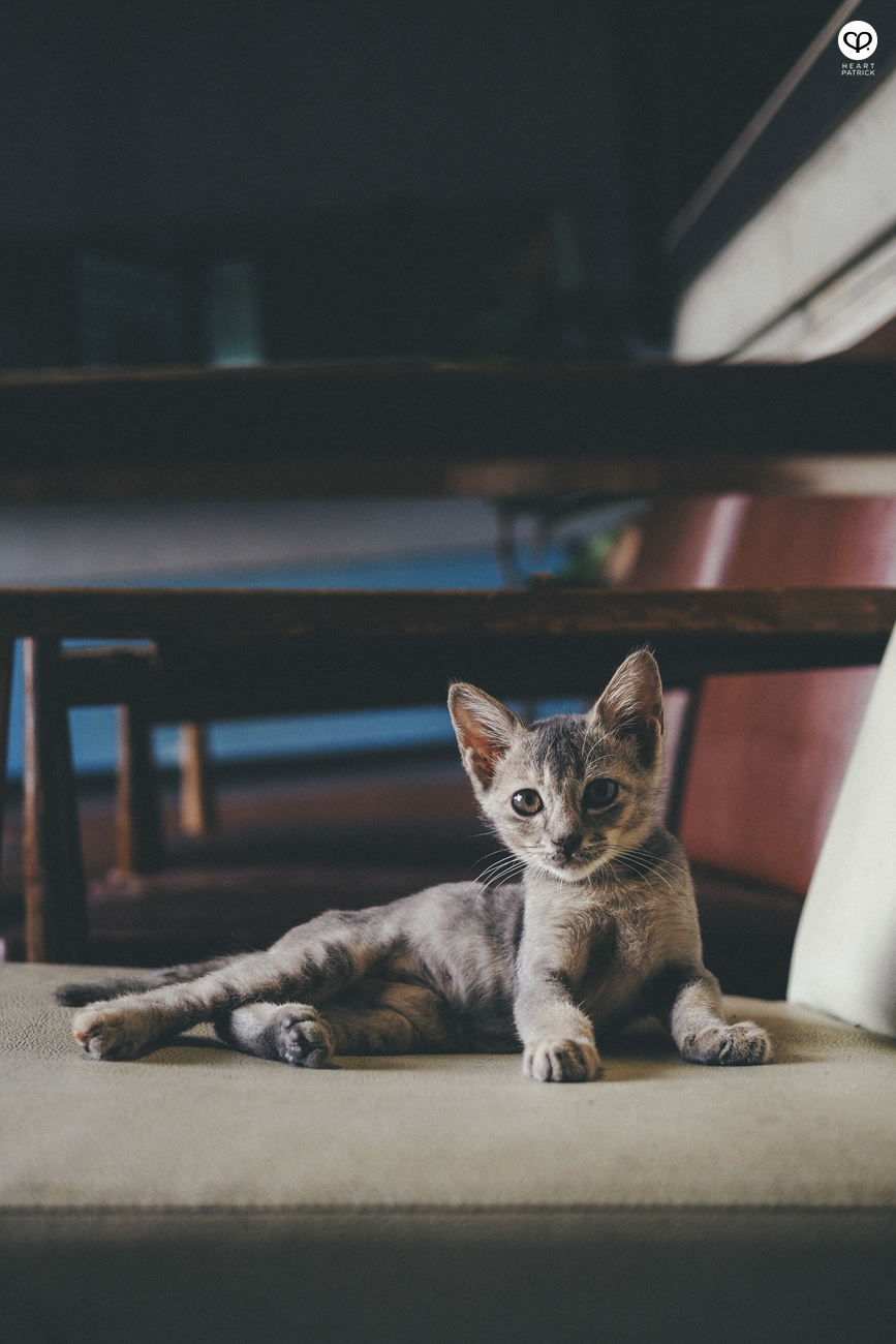 heartpatrick olympus OMD EM10  Mark II 