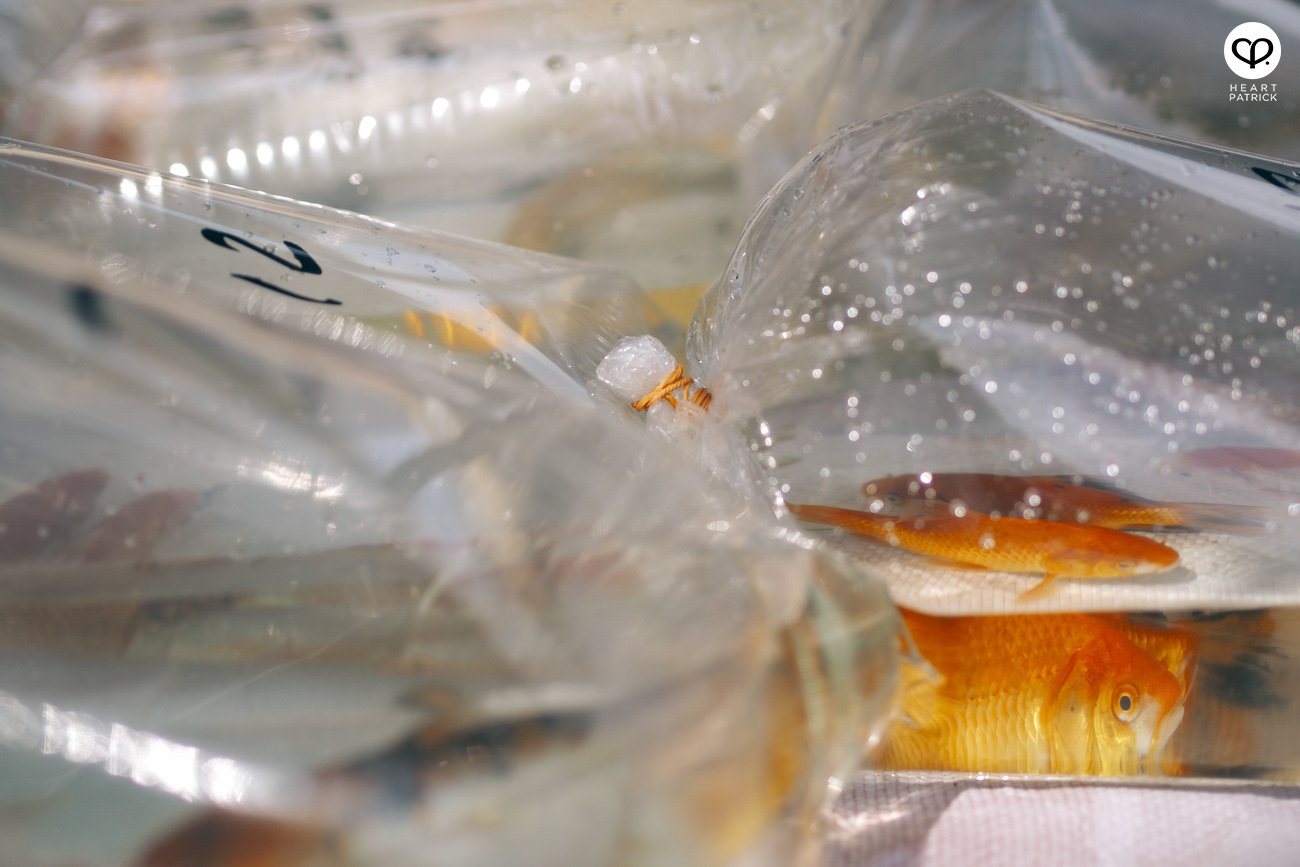 heartpatrick olympus OMD EM10  Mark II 