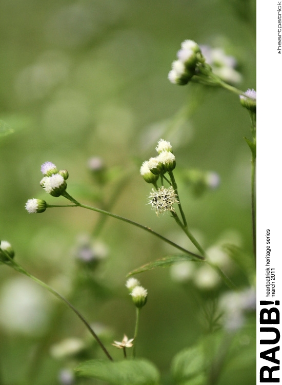 heartpatrick raub pahang urban heritage