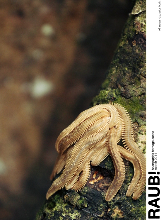 heartpatrick raub pahang urban heritage