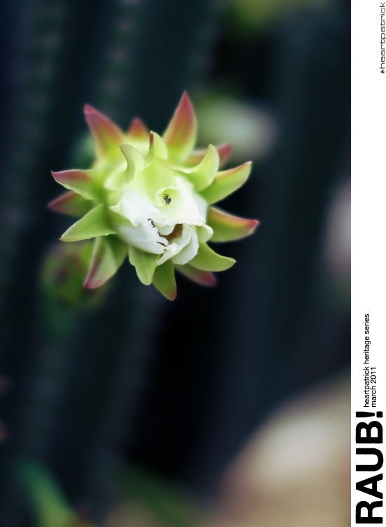 heartpatrick raub pahang urban heritage