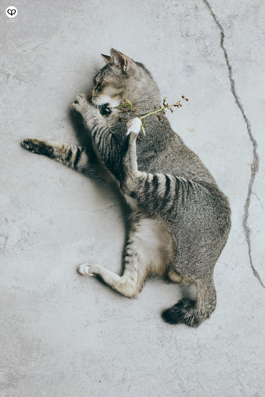 photographer photography lifestyle ampang jaya auntie cat kungfu