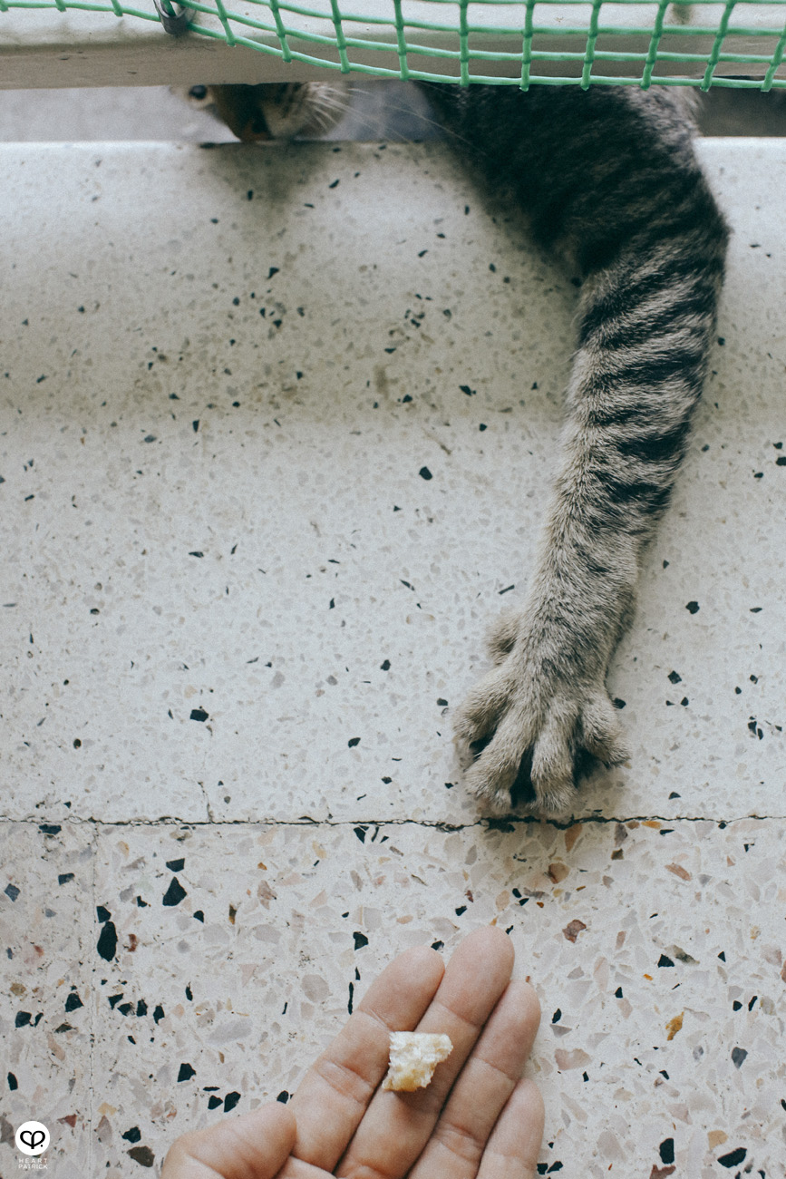 photographer photography lifestyle ampang jaya auntie cat stretch feeding feed hungry