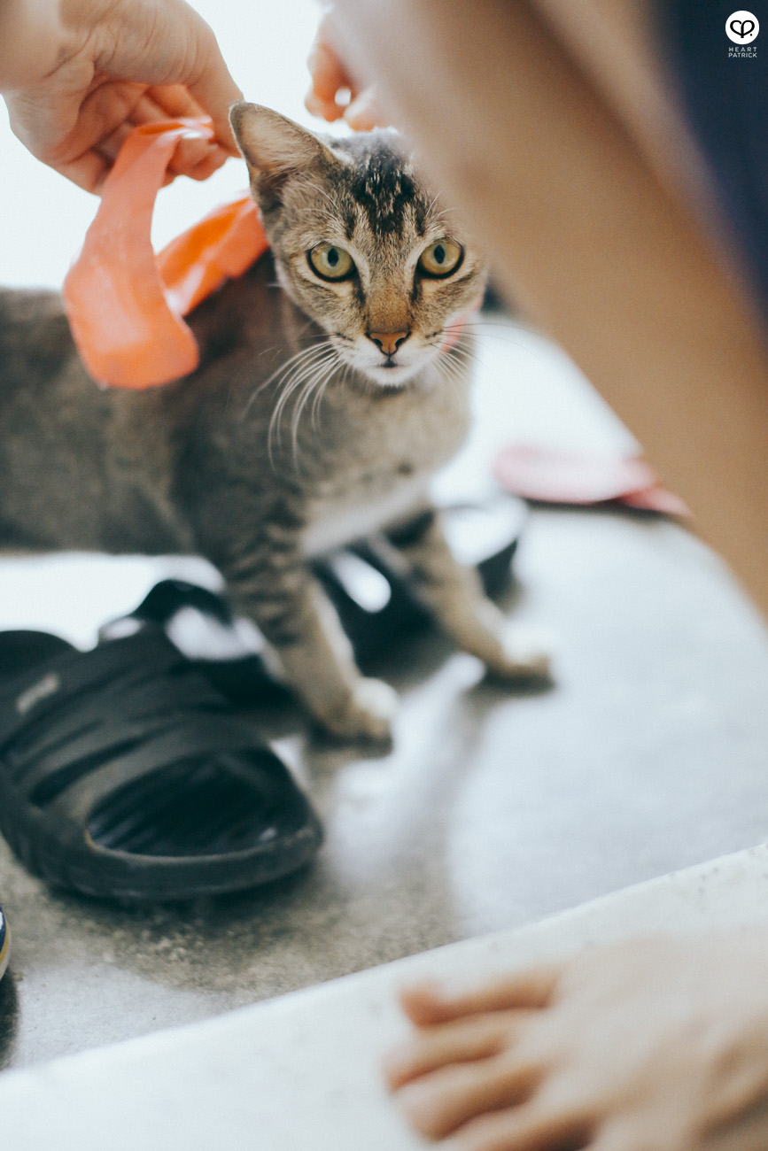 photographer photography lifestyle ampang jaya auntie cat ribbon play