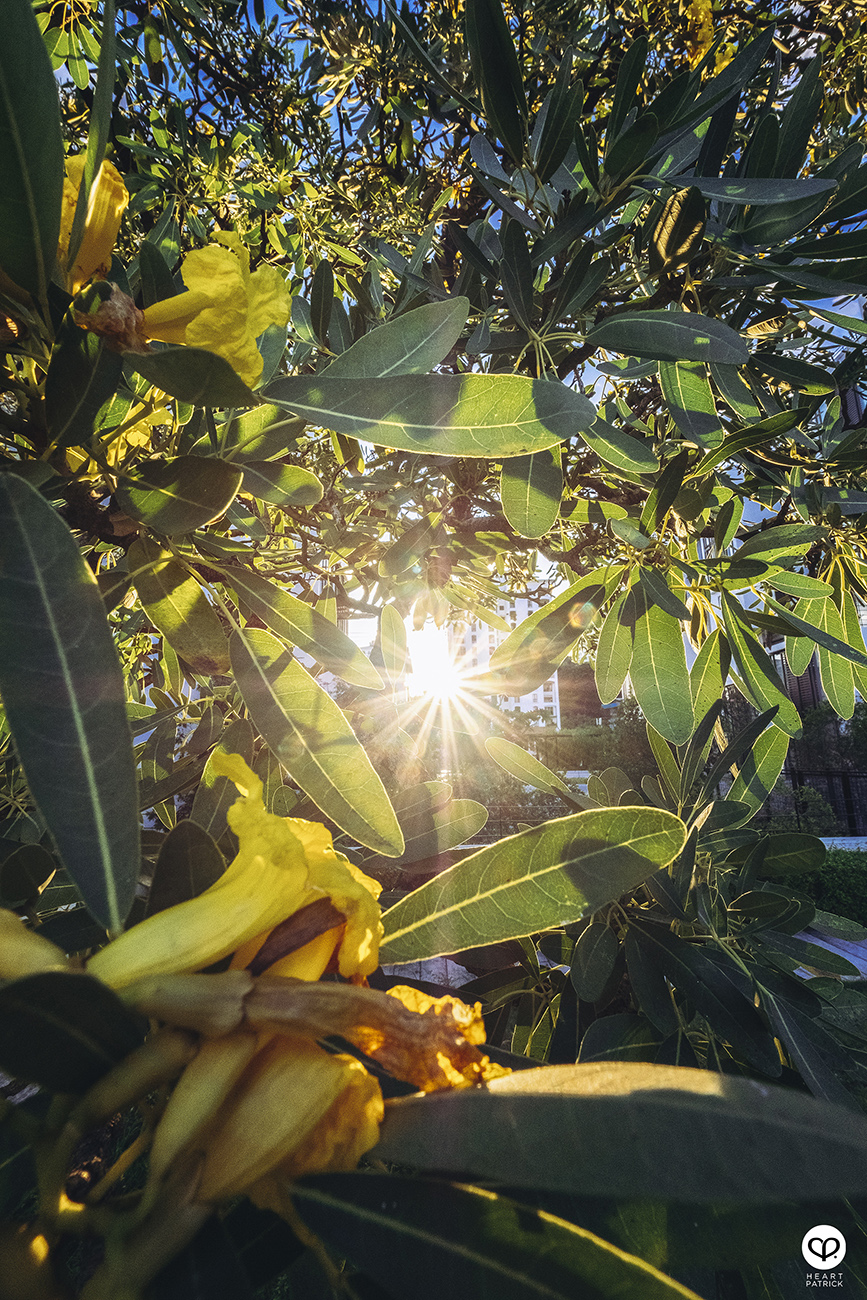 heartpatrick architecture architectural property ytl soho centrio pantai hillpark