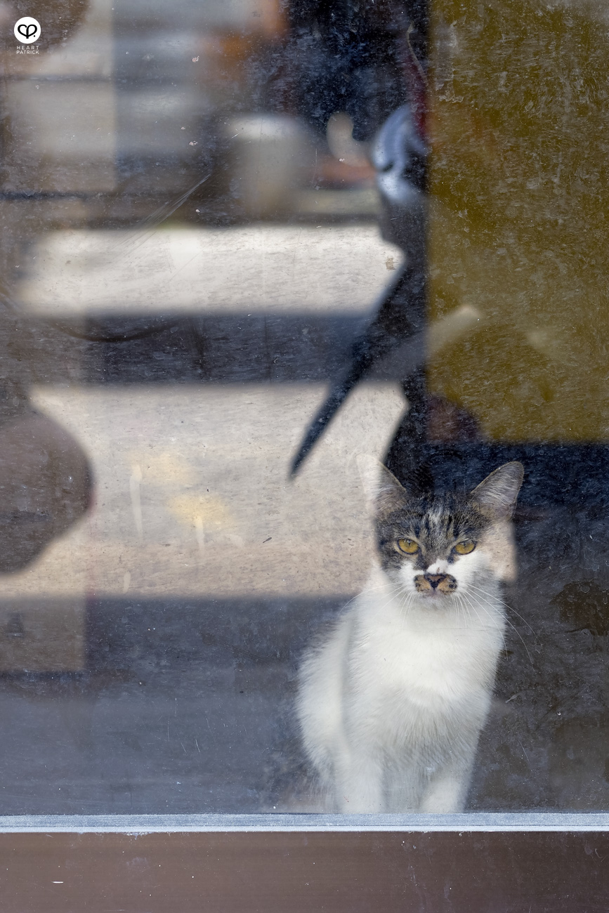 heartpatrick urban explorer georgetown penang