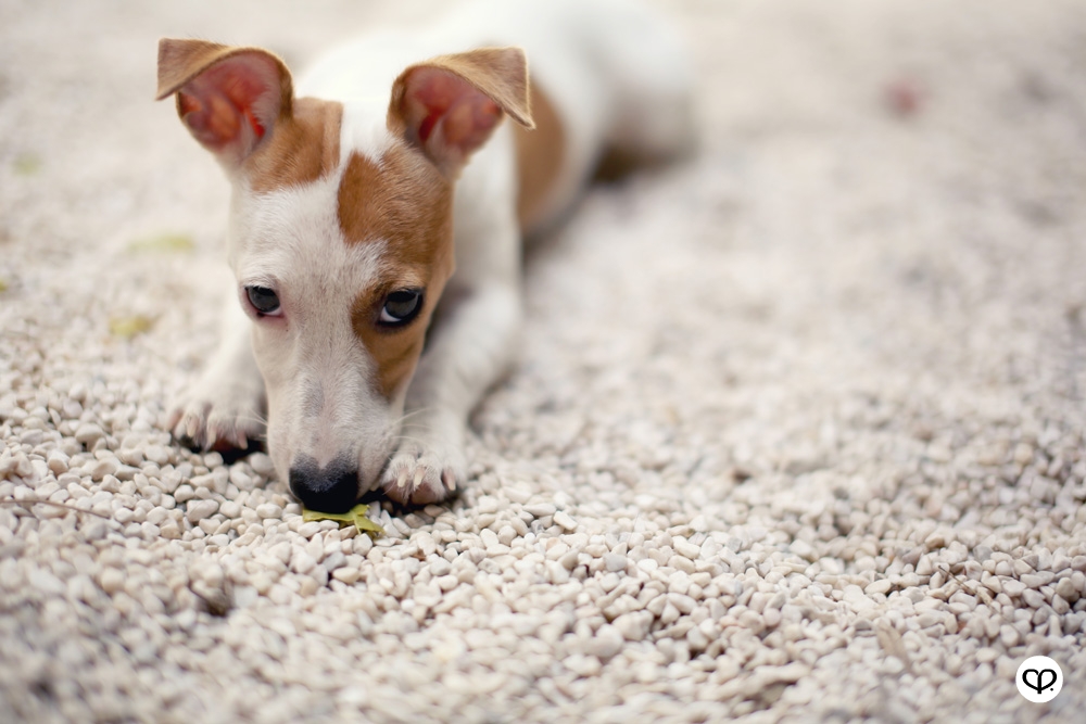heartpatrick pets dogs jack russell terrier
