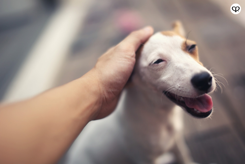 heartpatrick pets dogs jack russell terrier